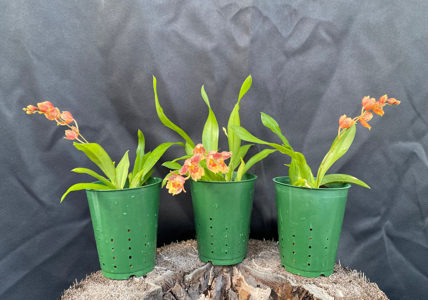 Hwra. Lava Burst 'Pacific Sunrise'