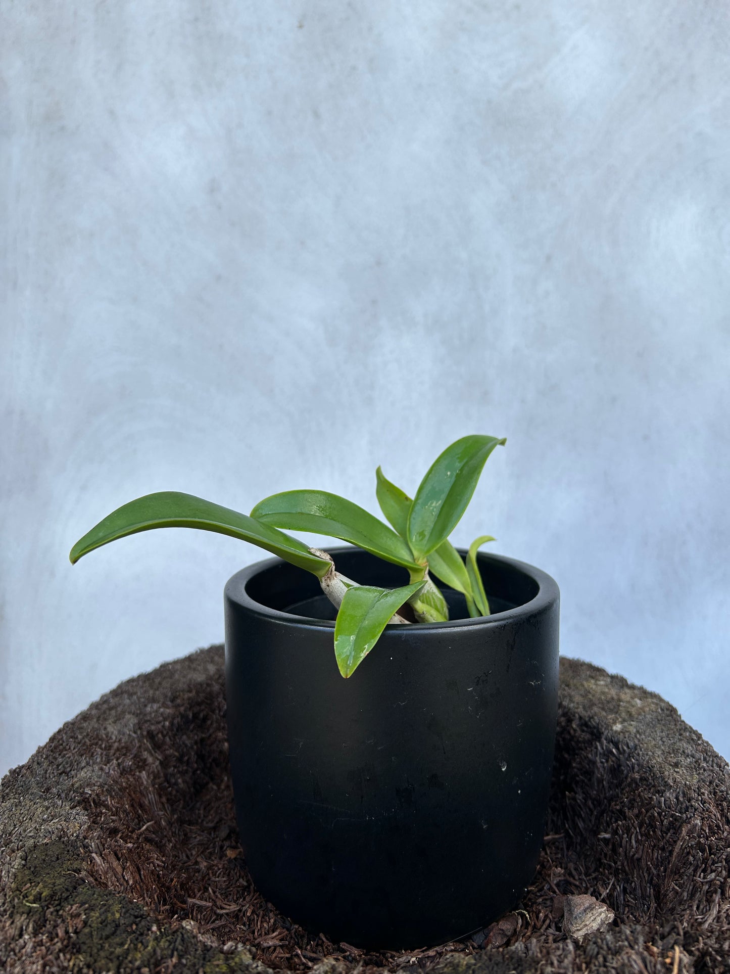 Lc. Memoria Robert Strait ‘Blue Hawaii’
