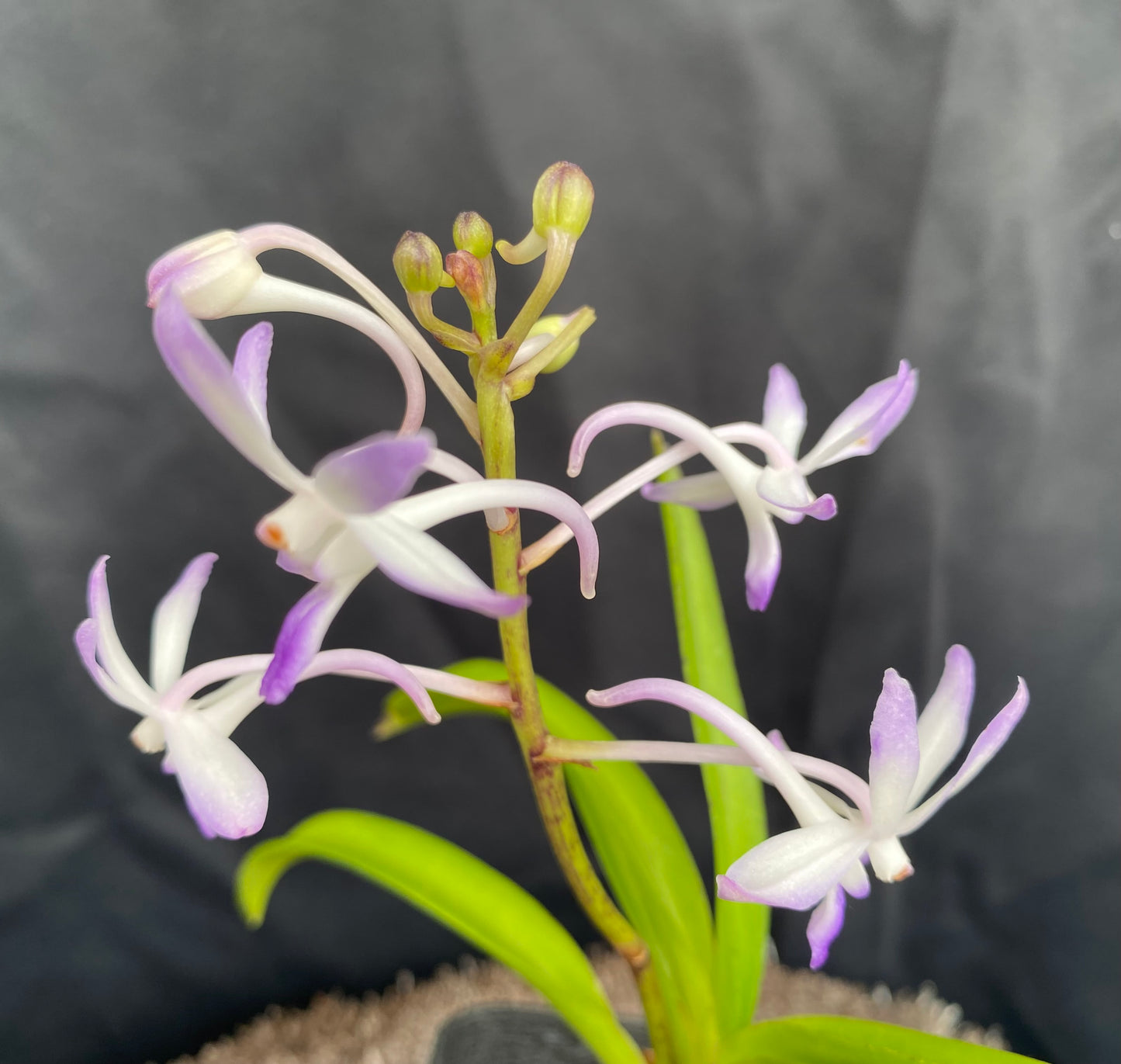 Neost. Lou Sneary 'Bluebird' x ((Ascda. Kenny Gold x Vasco. Five Friendship) x Christensonia vietnamica)- Non Bloom