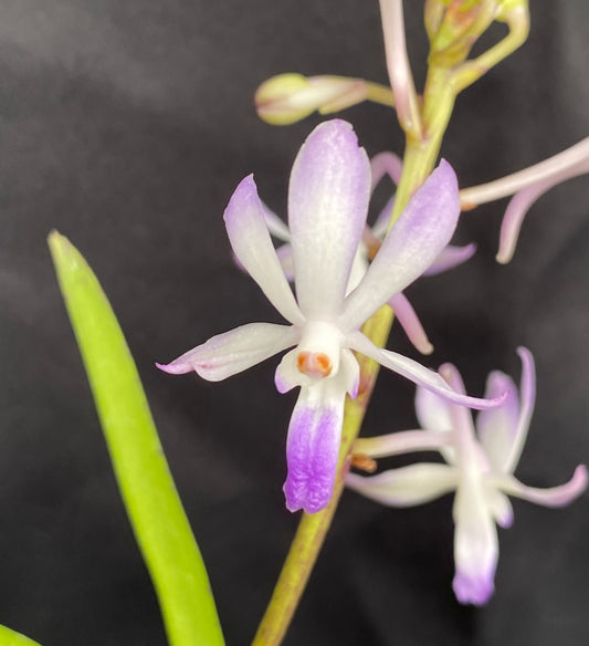 Neost. Lou Sneary 'Bluebird' x ((Ascda. Kenny Gold x  Vasco. Five Friendship) x Christensonia vietnamica)- Non Bloom
