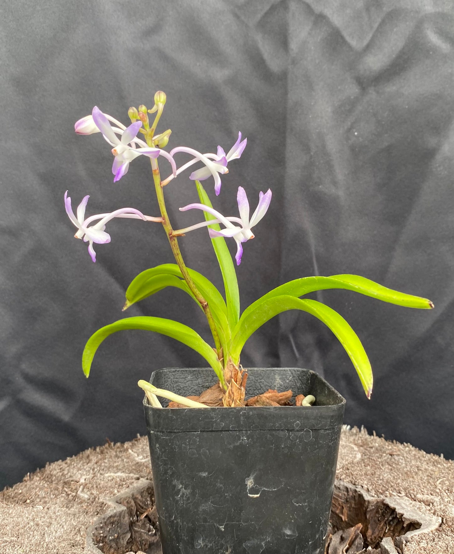 Neost. Lou Sneary 'Bluebird' x ((Ascda. Kenny Gold x Vasco. Five Friendship) x Christensonia vietnamica)- Non Bloom