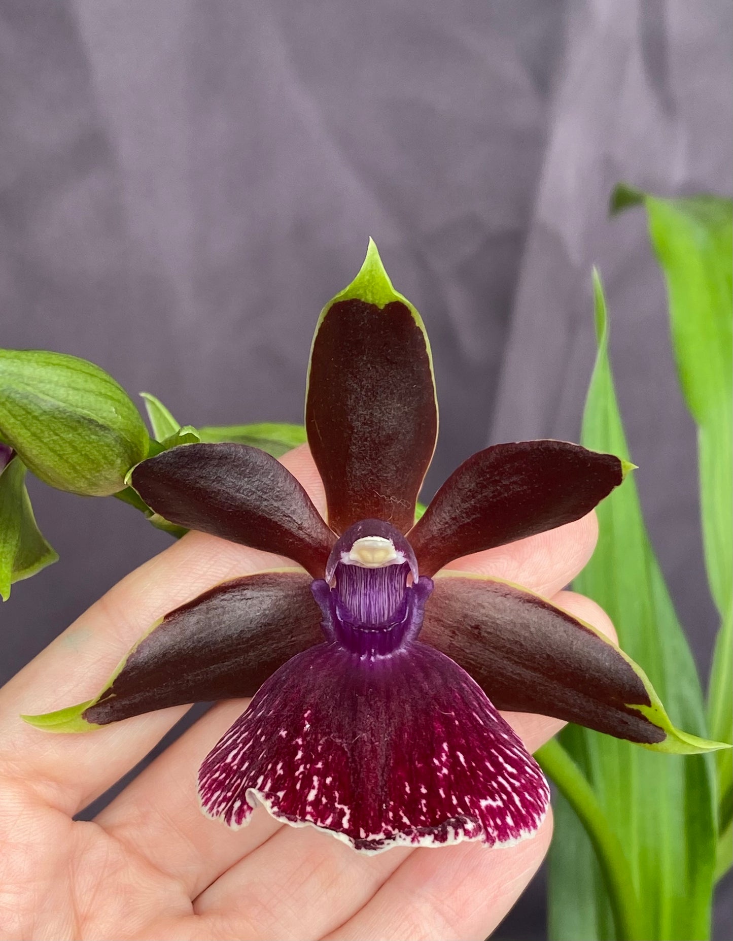 Zglm. Louisendorf 'Rhein Moonlight' x Glta. grandiflora