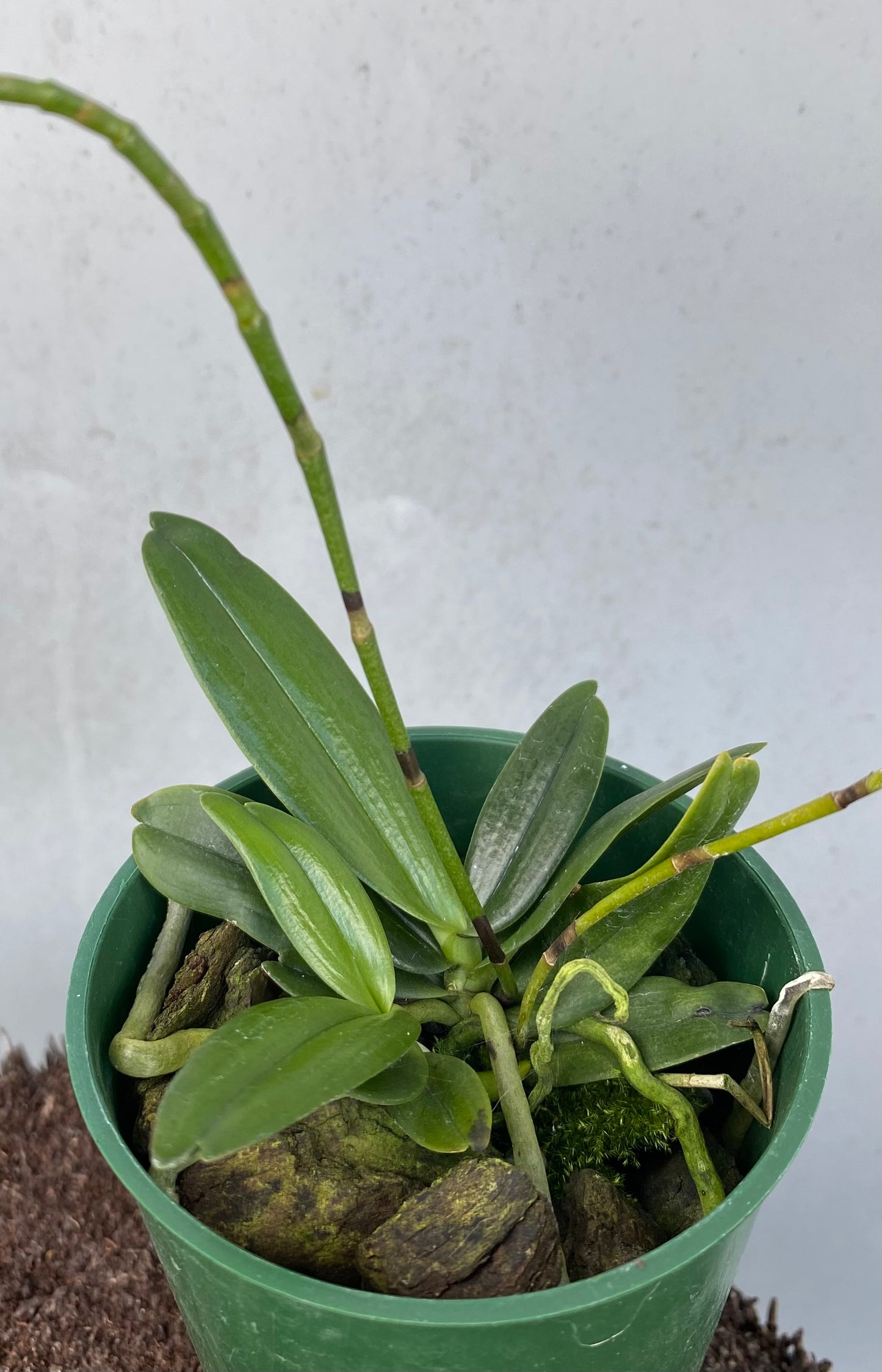 3" Aerangis luteo-alba