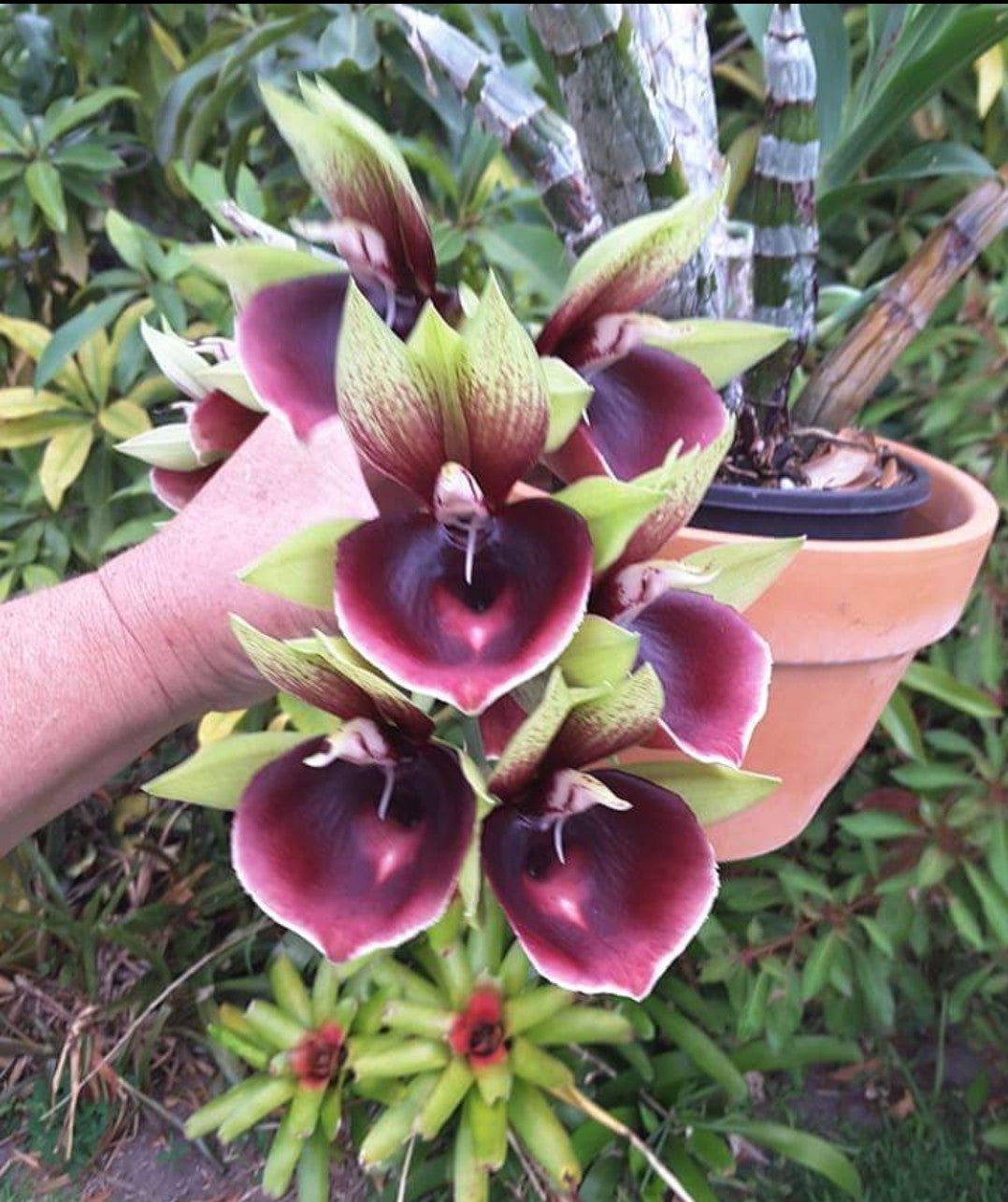 Ctsm. Mark's Red Hermosa