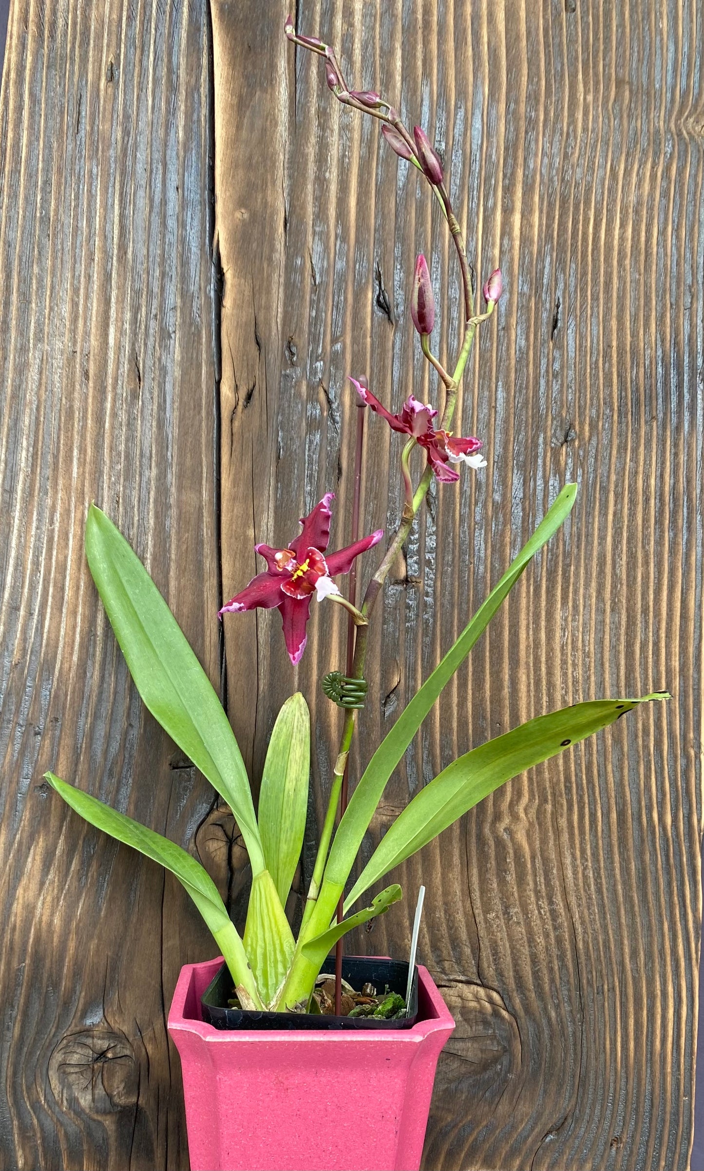 Onc. Martian Leather 'Berrylicious'
