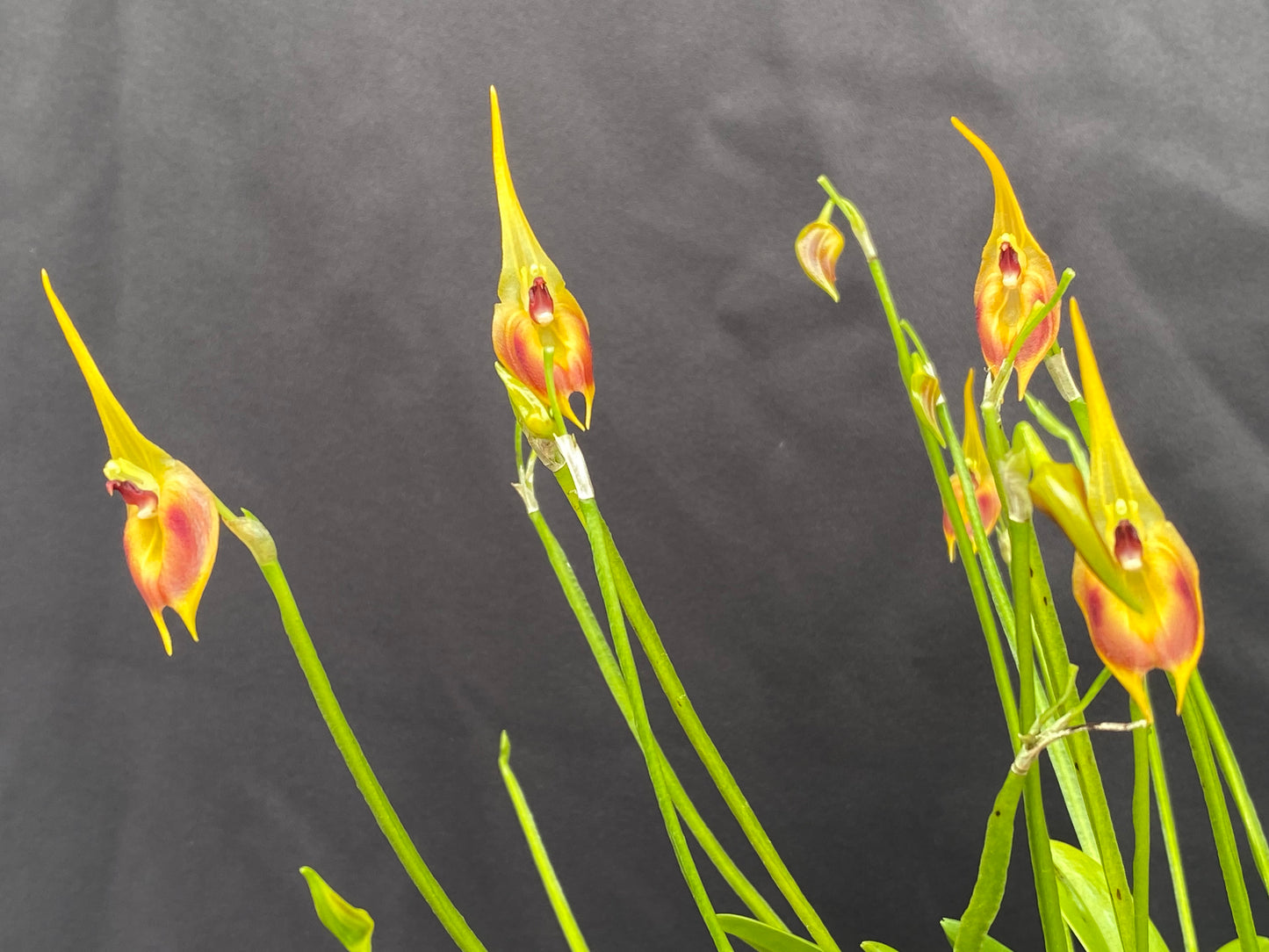 Masd. pinocchio 'Cheyenne' AOS CCM