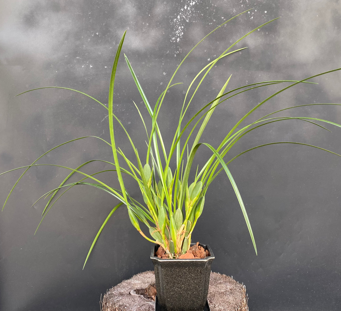 Maxillaria tenuifolia 'Yamada' AM/AOS