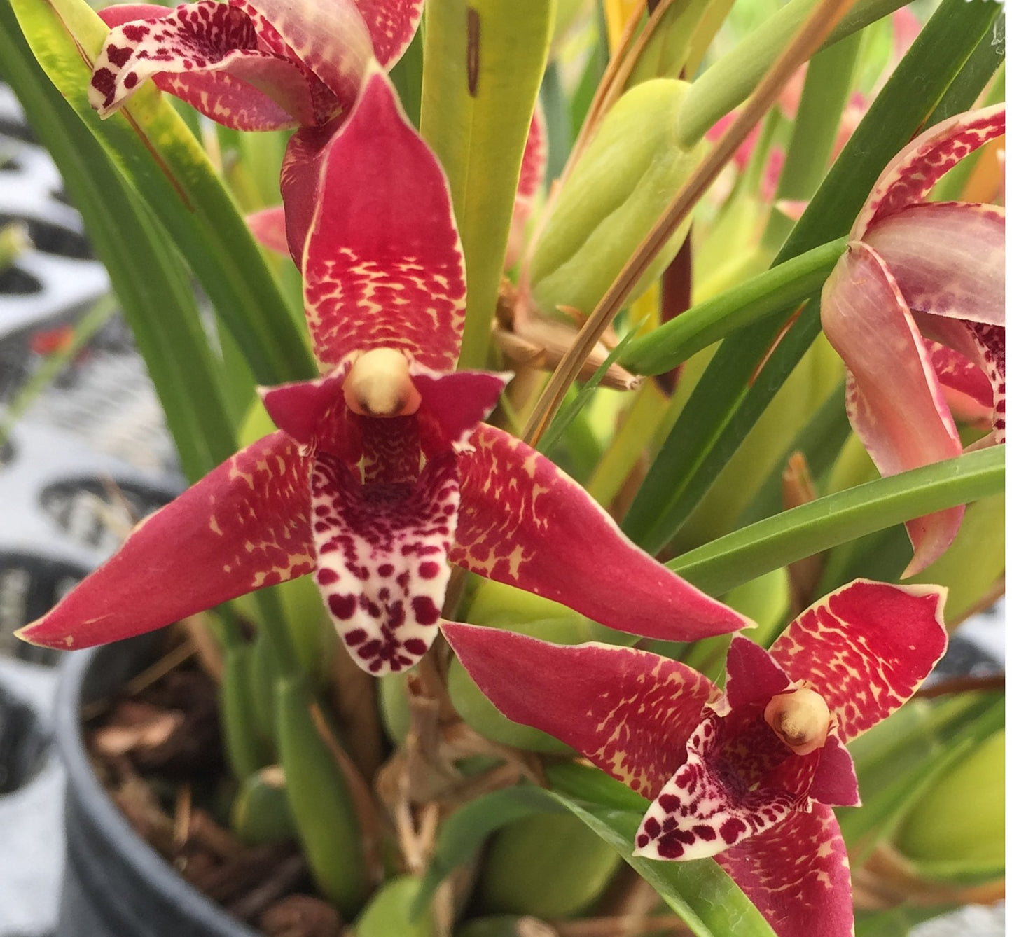 Maxillaria tenuifolia (Red) in spike!