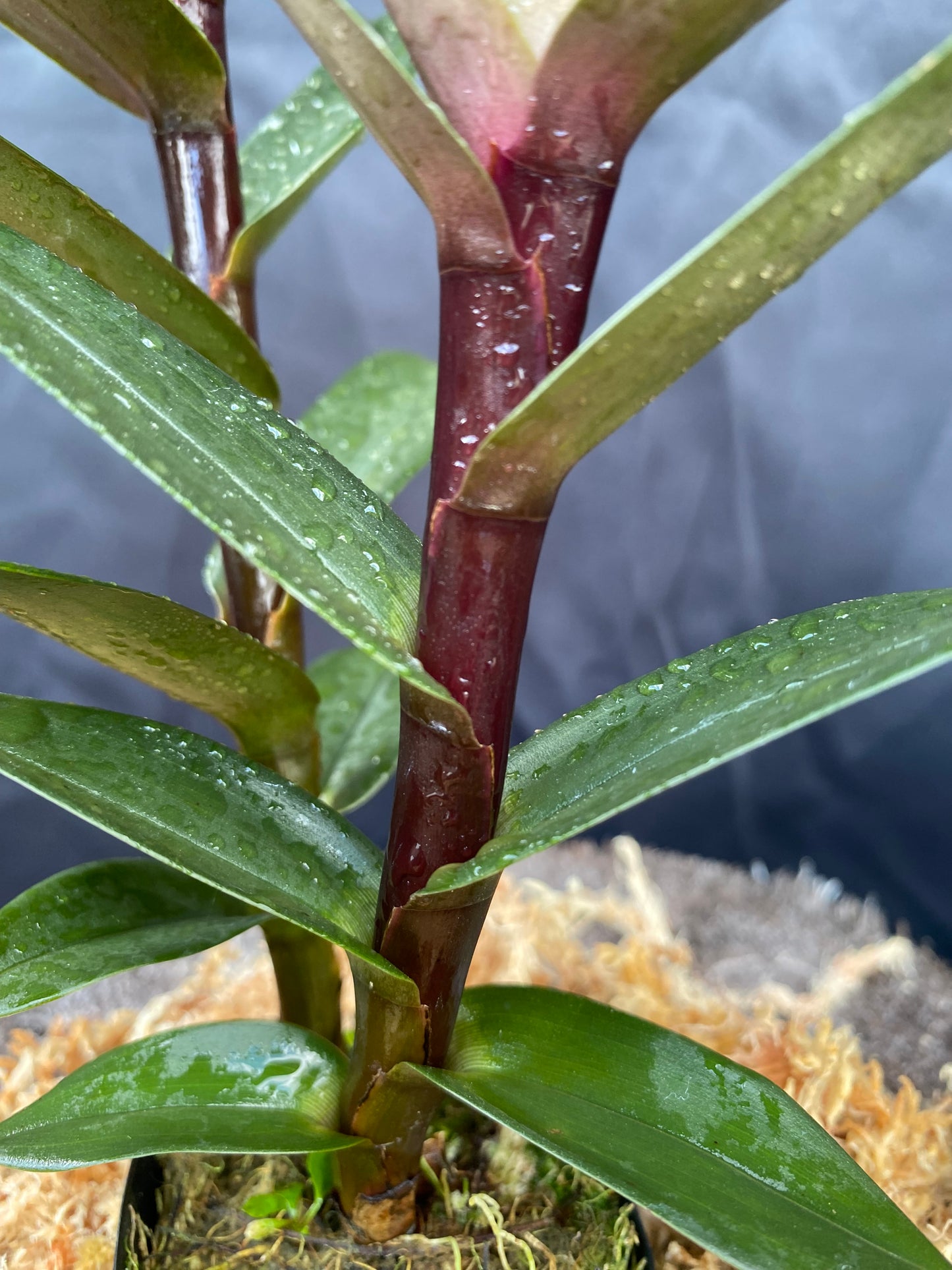 Maxillaria sclarariformis