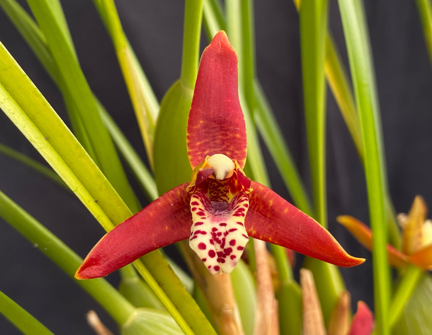 Max. tenuifolia 'Green Valley'~ the "Coconut Orchid"
