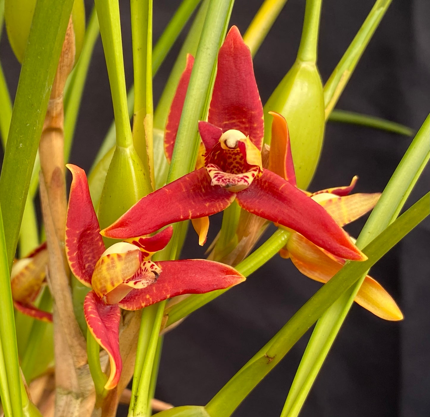 Max. tenuifolia 'Green Valley'~ the "Coconut Orchid"