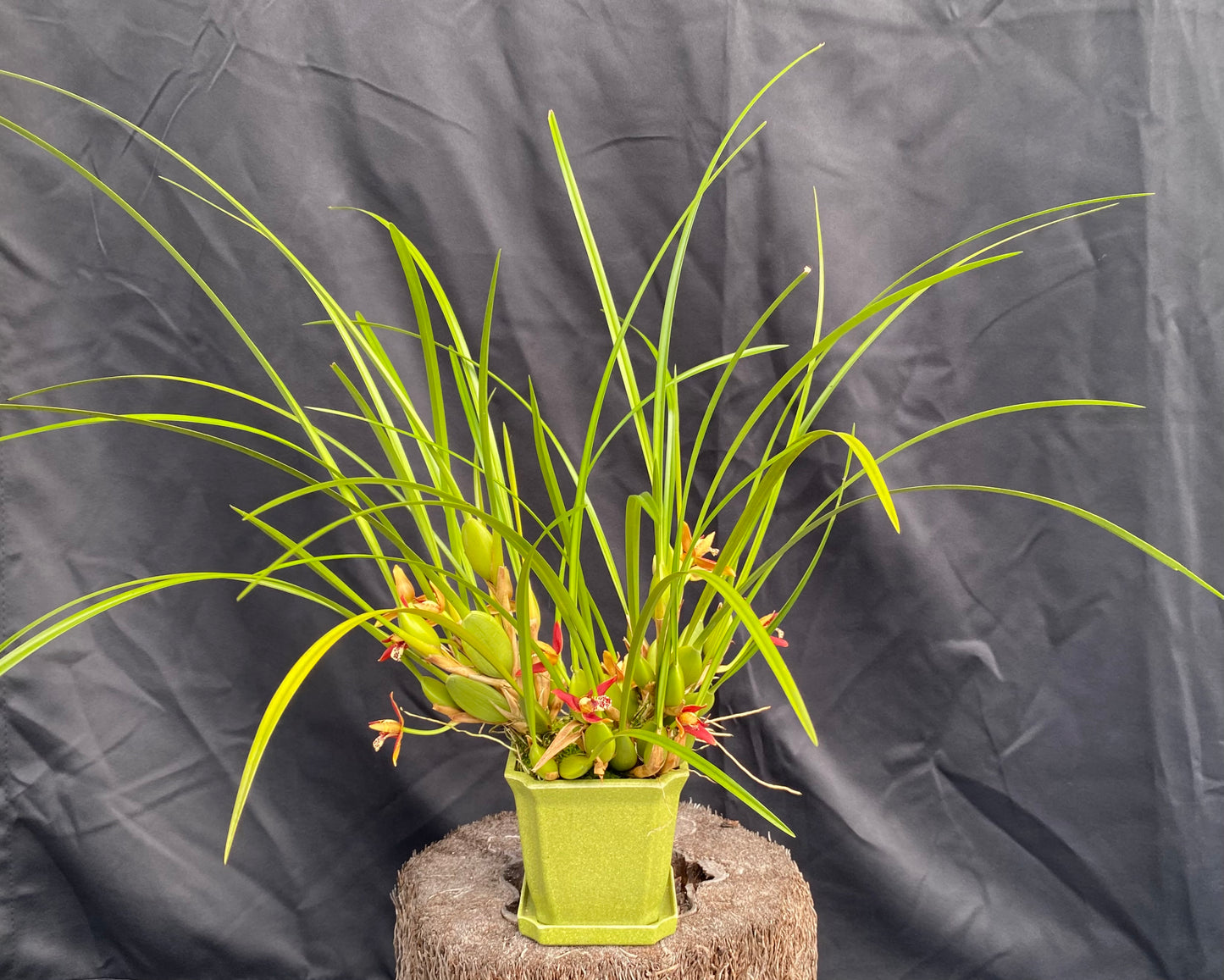 Max. tenuifolia 'Green Valley'~ the "Coconut Orchid"