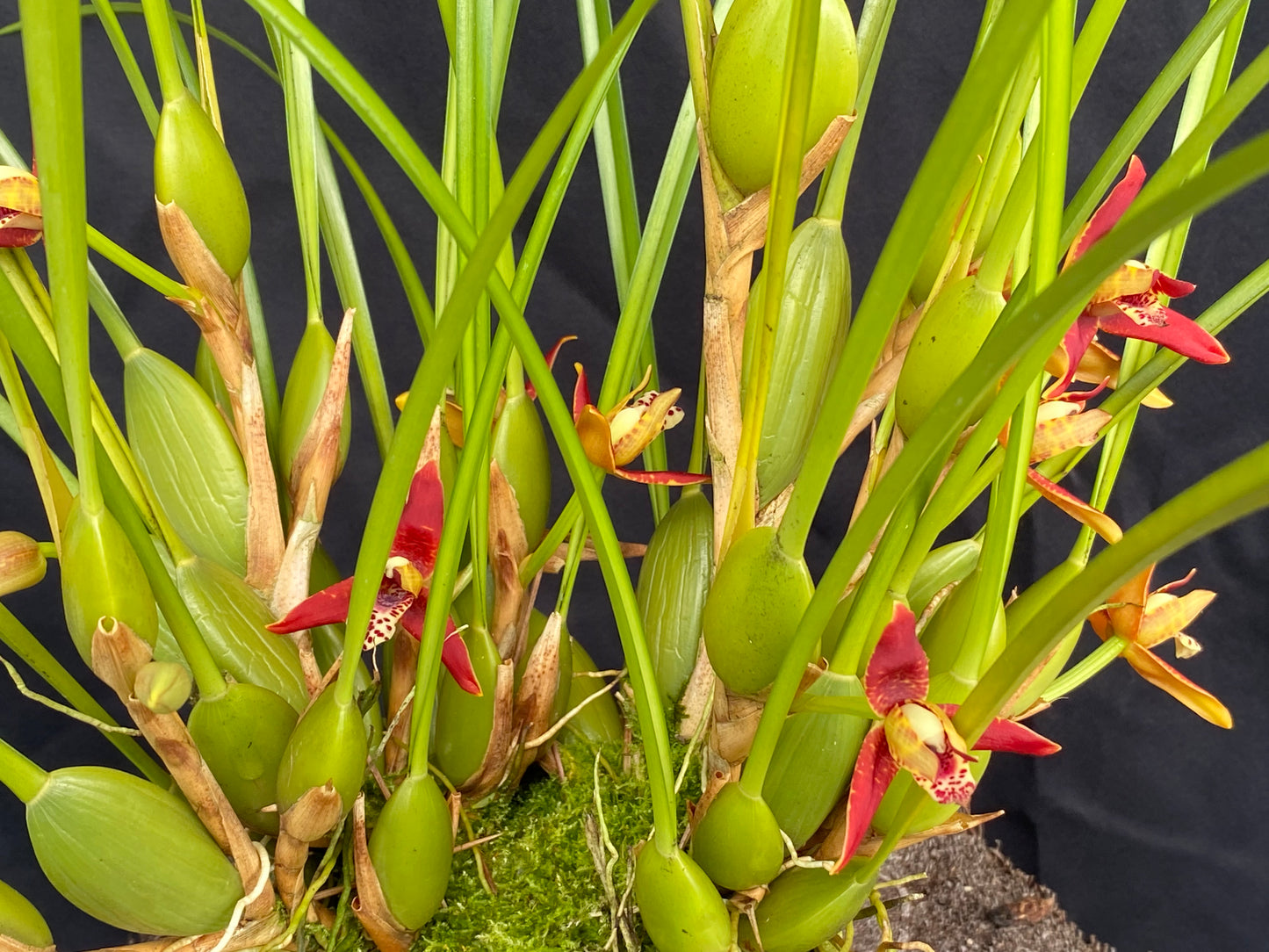 Max. tenuifolia 'Green Valley'~ the "Coconut Orchid"