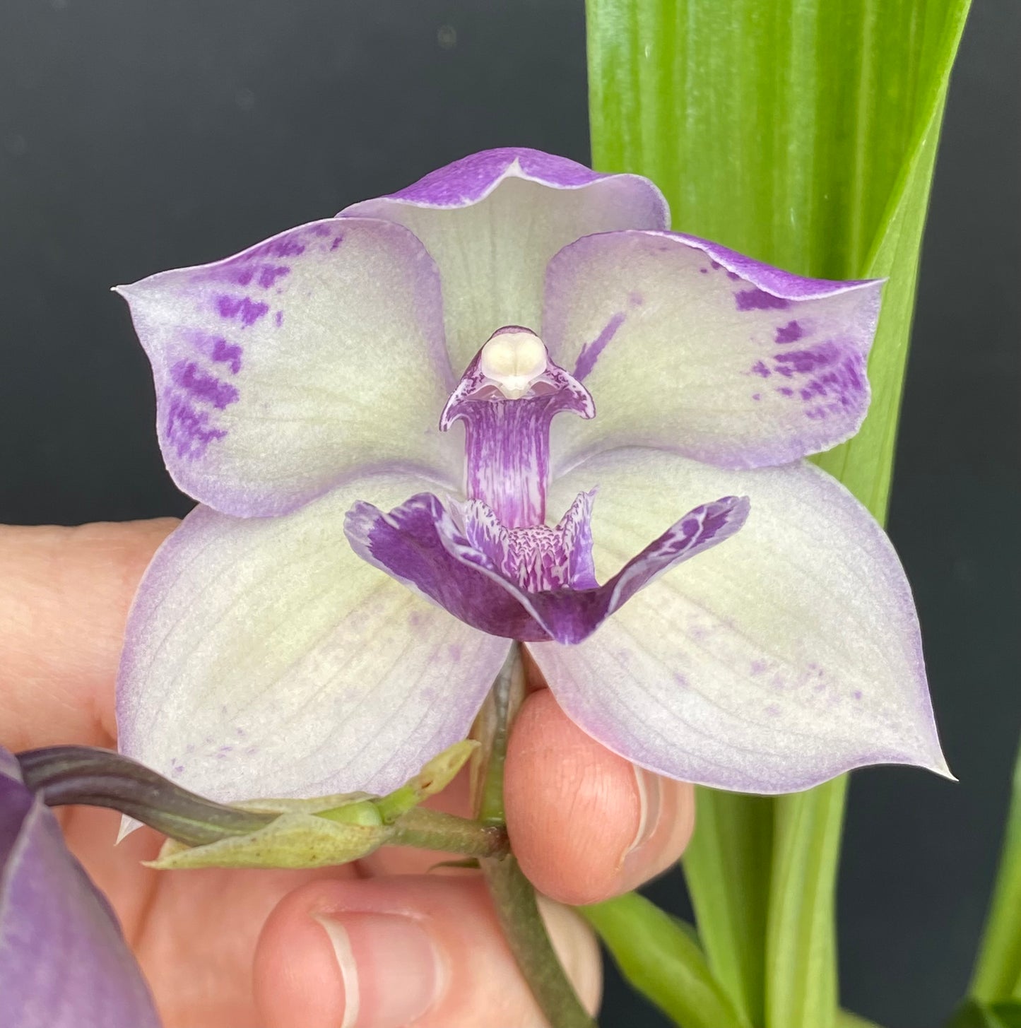 Tsubotaara (Tst.) Melinda Marie 'Blue Fairy'