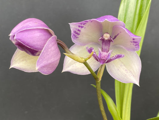 Tsubotaara (Tst.) Melinda Marie 'Blue Fairy'
