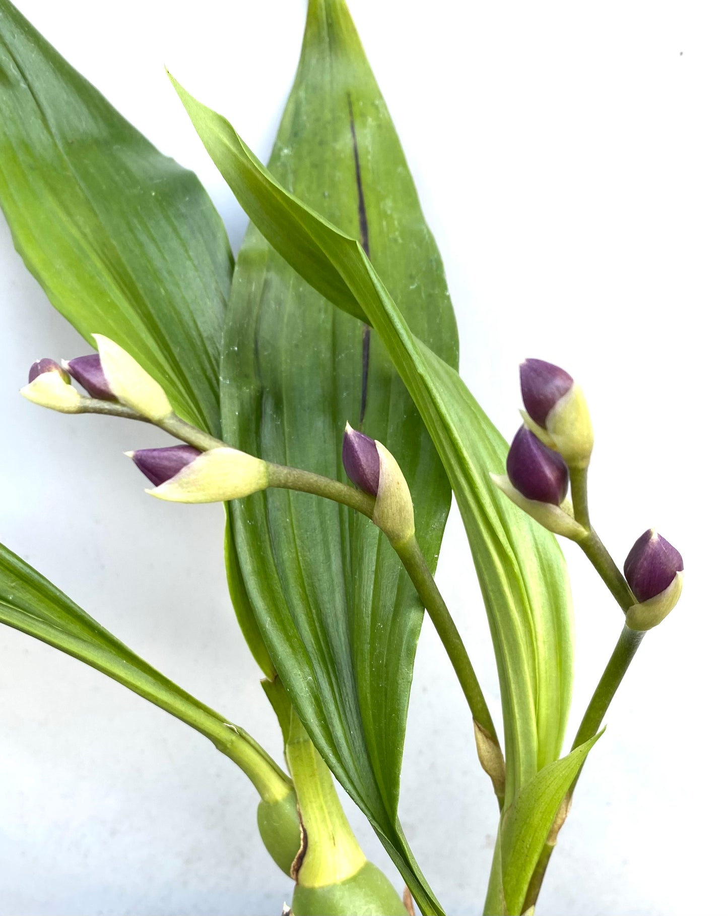 Tsubotaara (Tst.) Melinda Marie 'Blue Fairy'