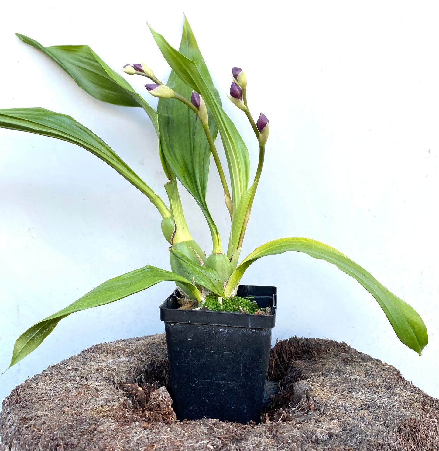 Tsubotaara (Tst.) Melinda Marie 'Blue Fairy'