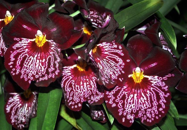 Miltoniopsis (Mps.) Lennart Karl Gottling 'Hula Skirt' AM/AOS