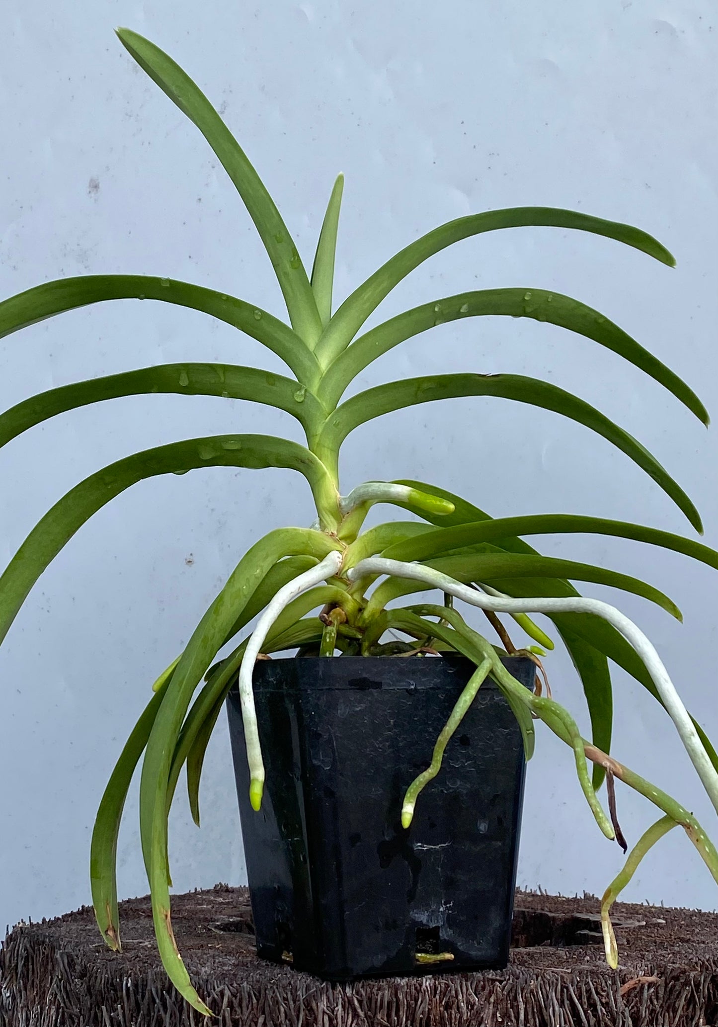 Mokara Sayan x Vanda Doctor Anek