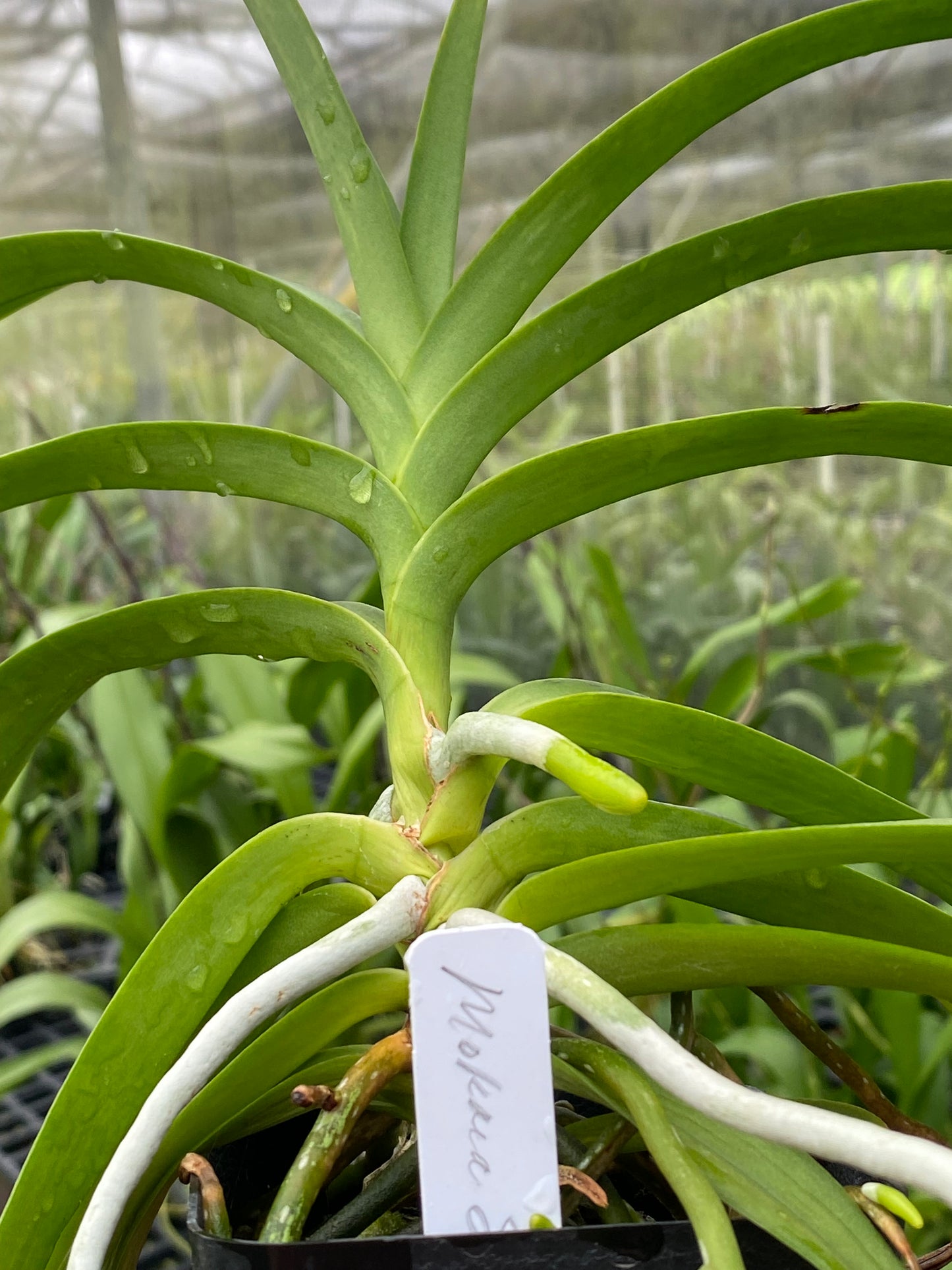 Mokara Sayan x Vanda Doctor Anek