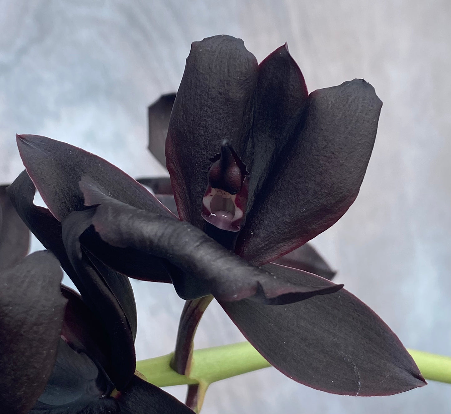Monnierara Millennium Magic 'Witchcraft' AM/AOS - Black Orchid