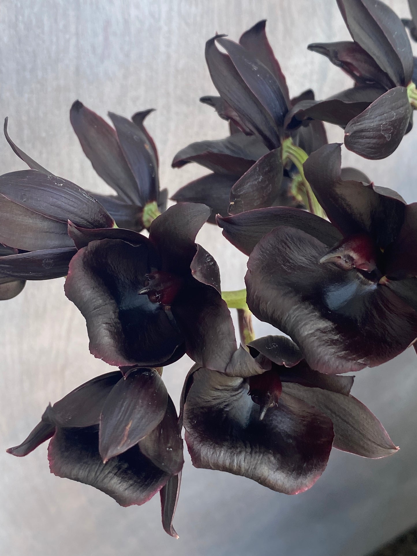 Monnierara Millennium Magic 'Witchcraft' AM/AOS - Black Orchid