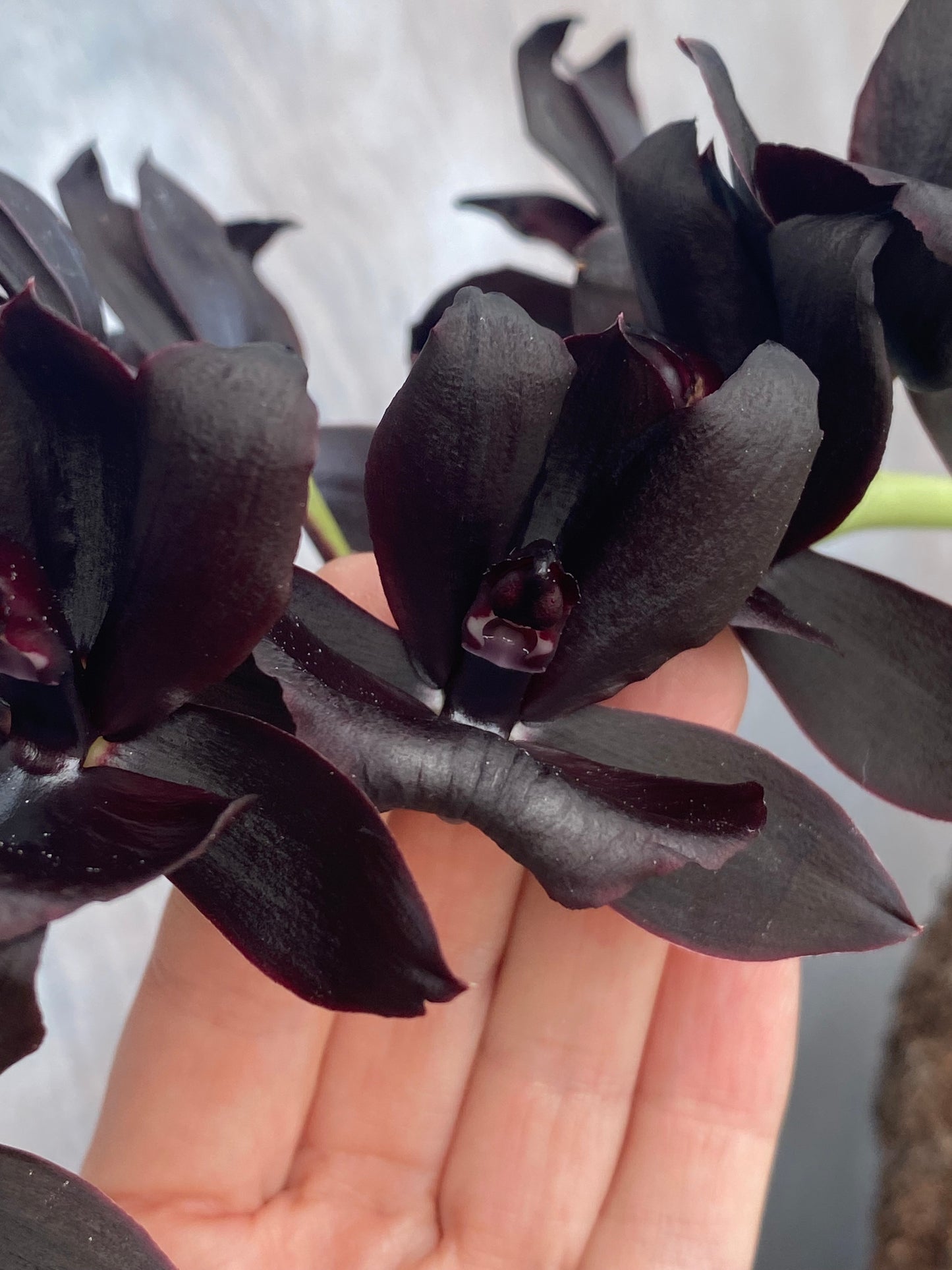 Monnierara Millennium Magic 'Witchcraft' AM/AOS - Black Orchid