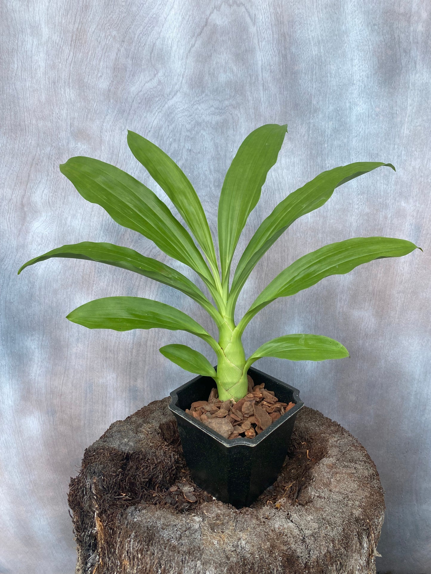 Monnierara Millennium Magic 'Witchcraft' AM/AOS - Black Orchid
