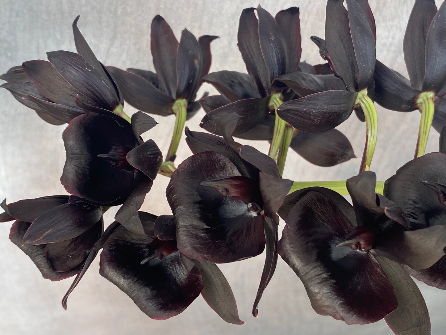 Monnierara Millennium Magic 'Witchcraft' AM/AOS - Black Orchid