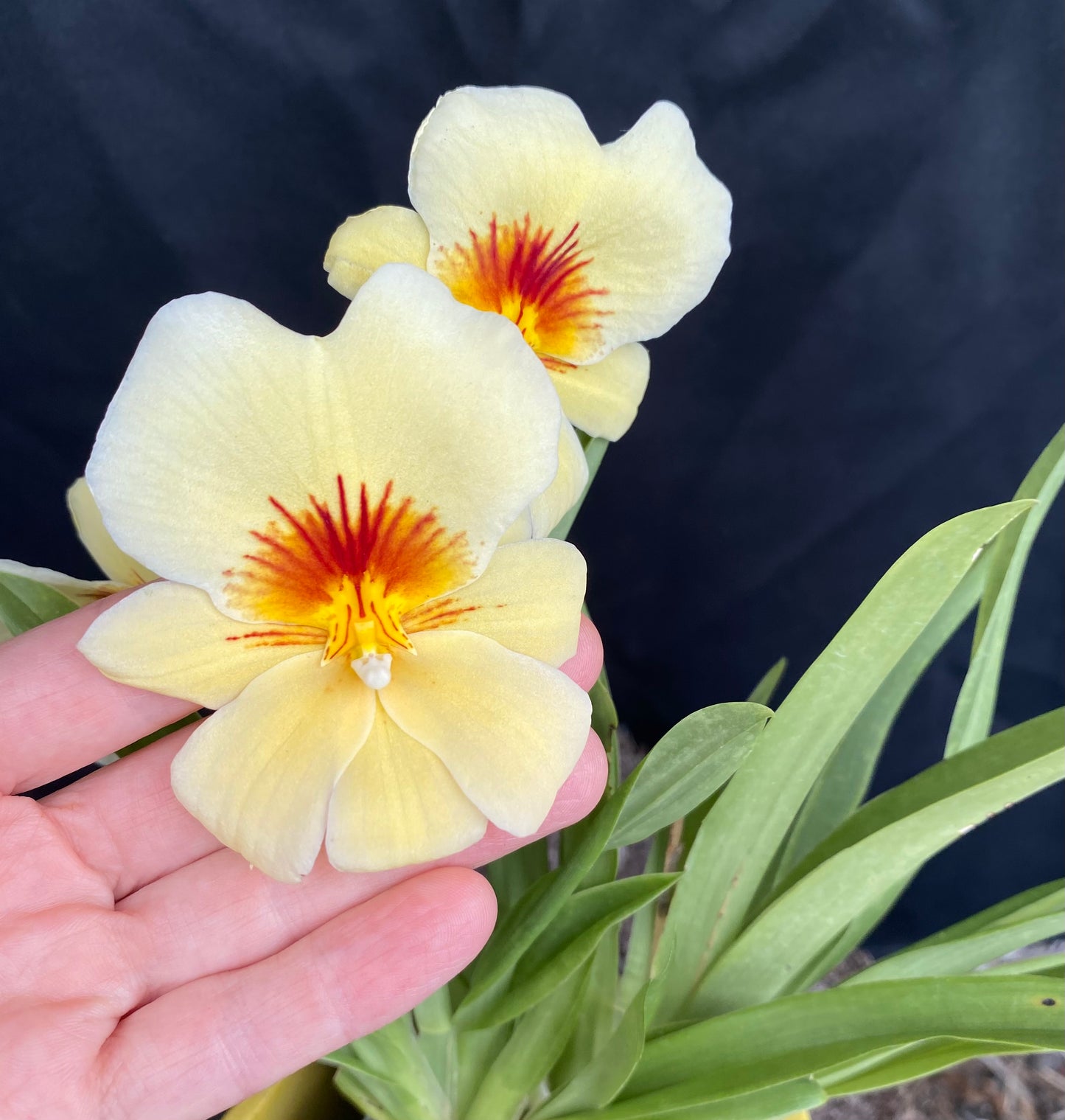 Milt. Hawaiian Punch 'Kalapana'