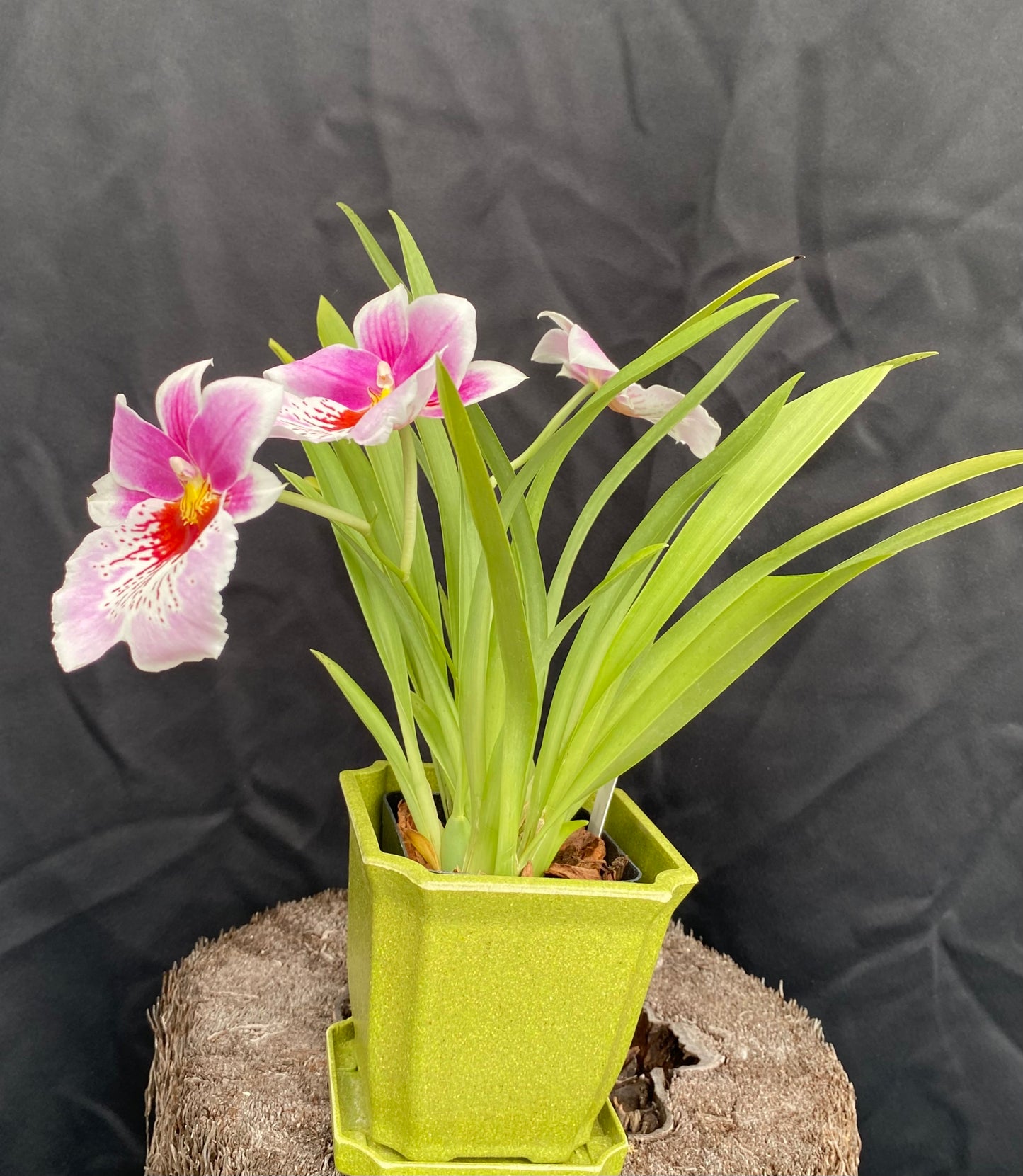 Mps. Martin Orenstein 'Shirley P'