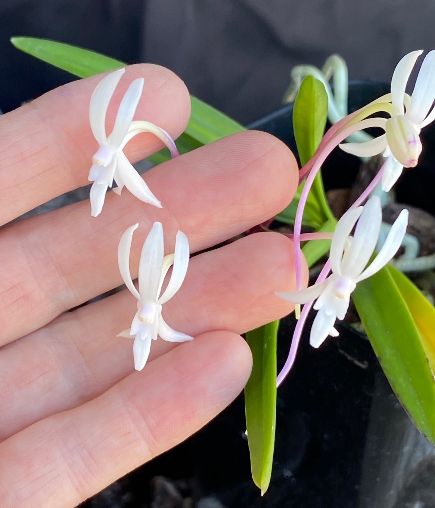 Neof. falcata 'Pinky'