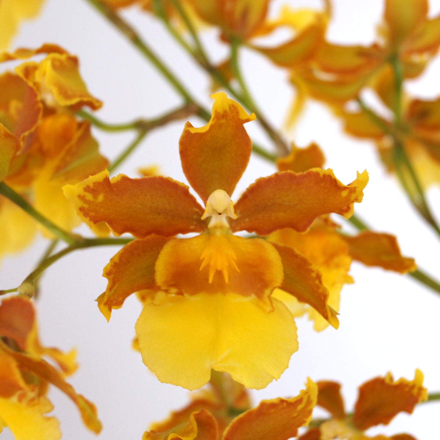 Odcdm. Catatante 'Sunny Kalapana'
