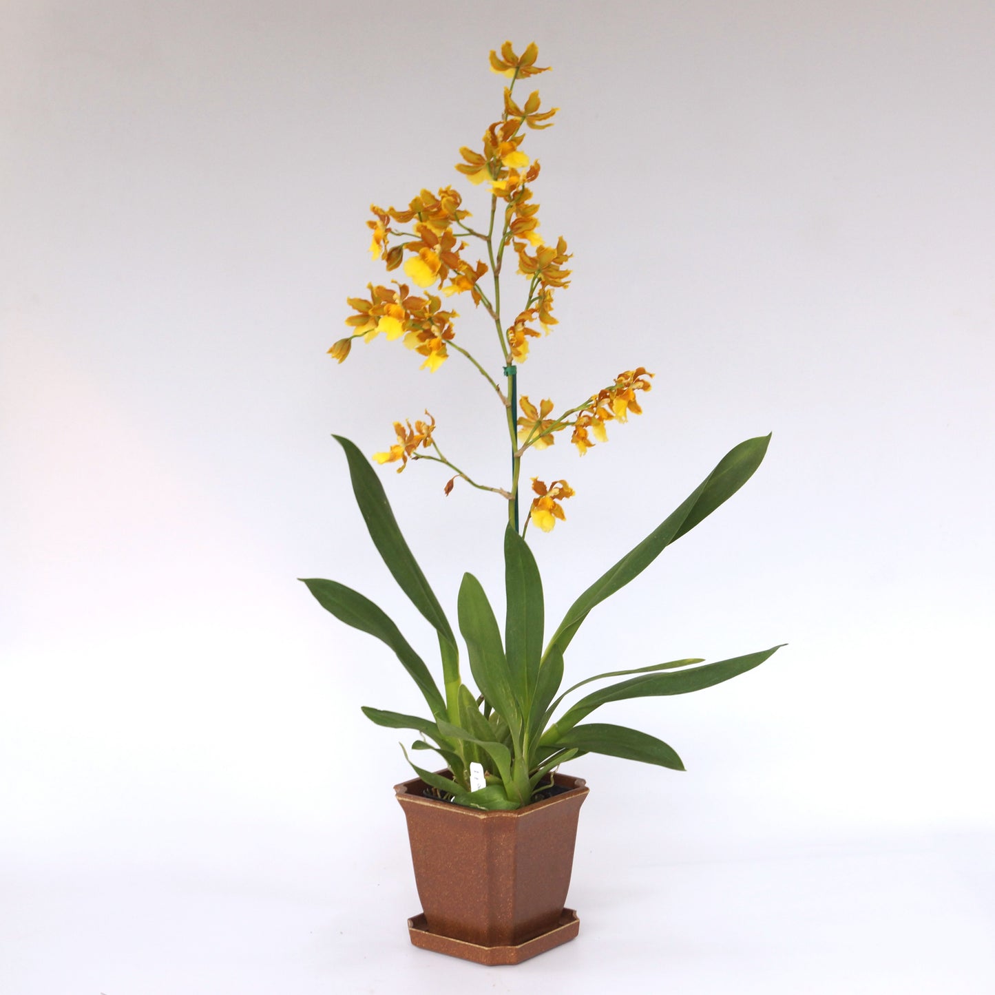 Odcdm. Catatante 'Sunny Kalapana'