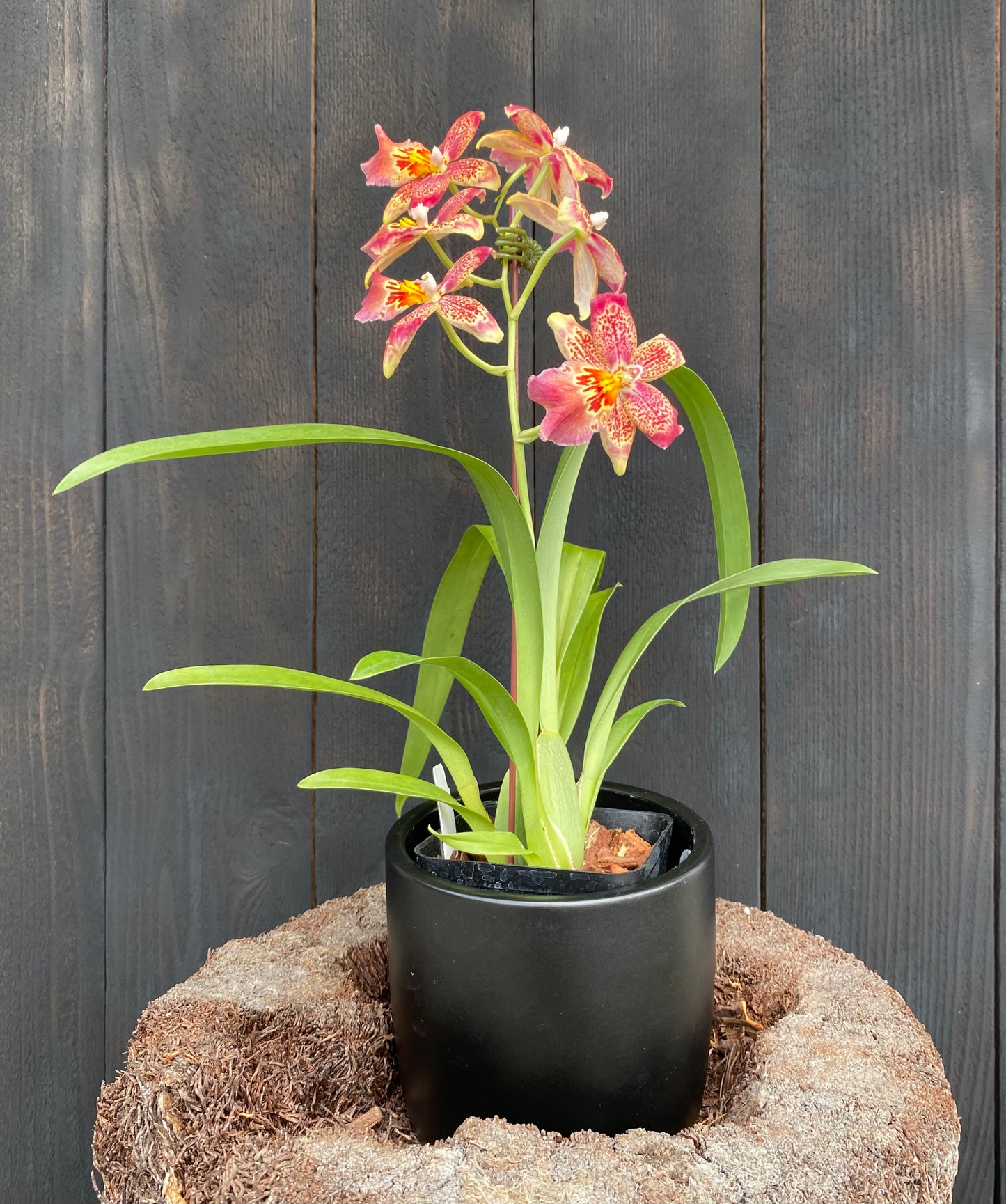 Oip. Celtic Sun x Burgundian ‘Bizarro’