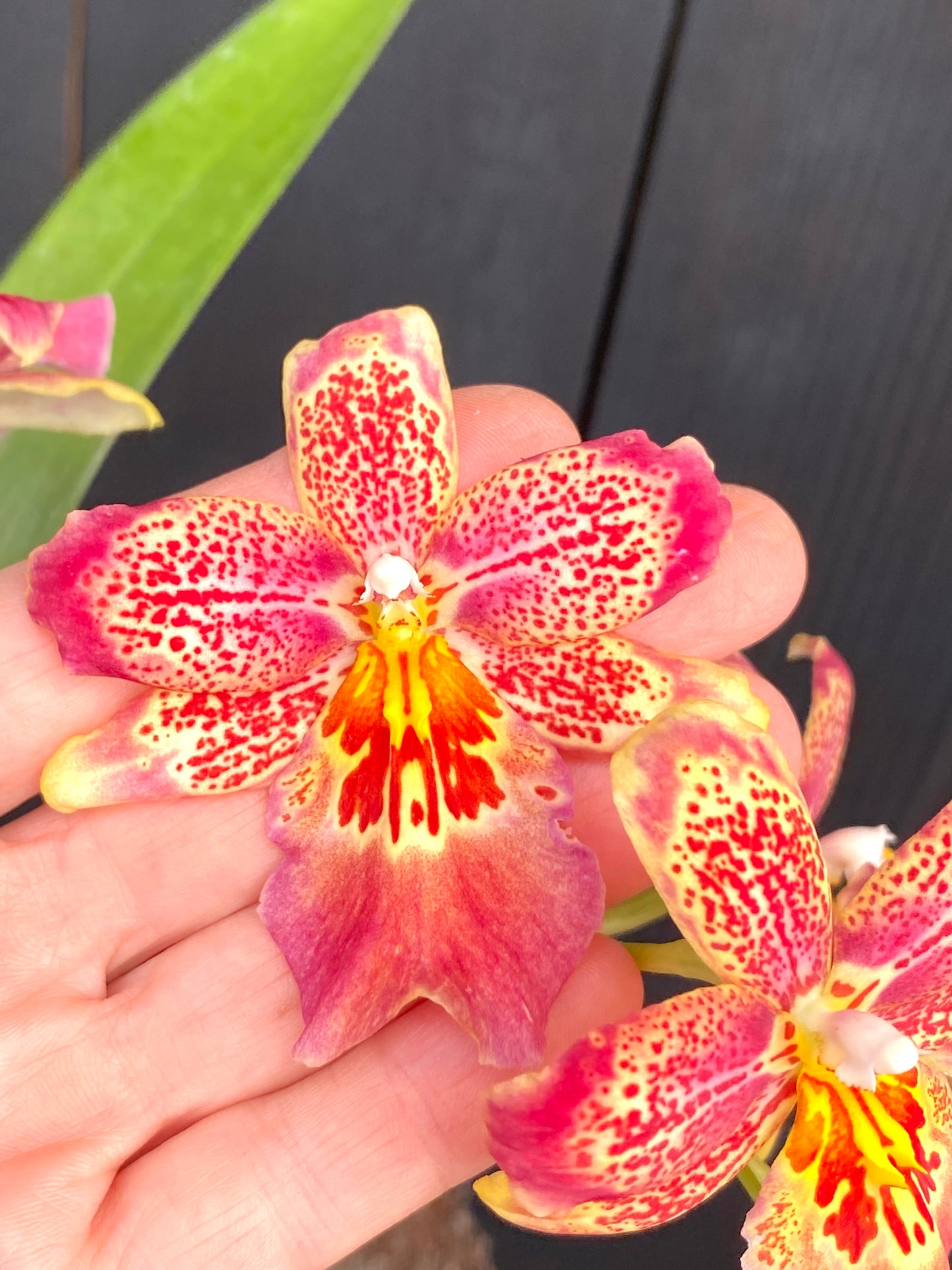 Oip. Celtic Sun x Burgundian ‘Bizarro’
