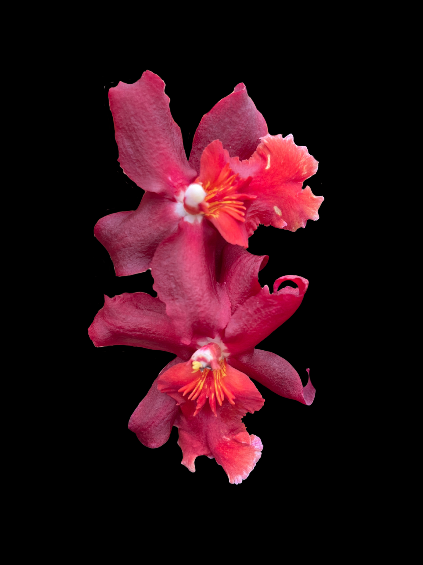 Onc. Aloha Kapoho