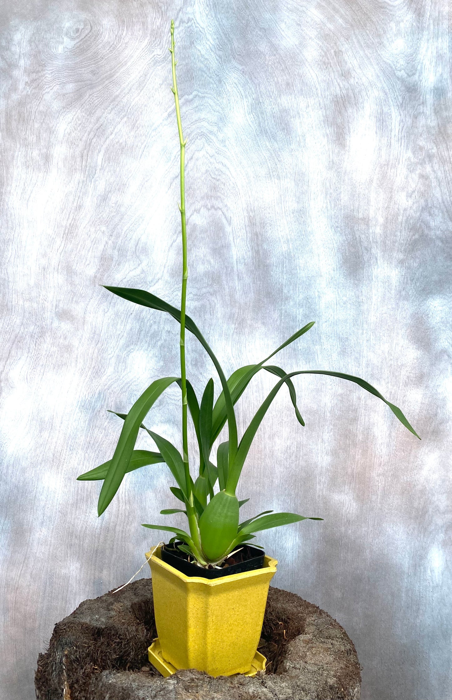 Oncidium Gower Ramsey (Yellow)