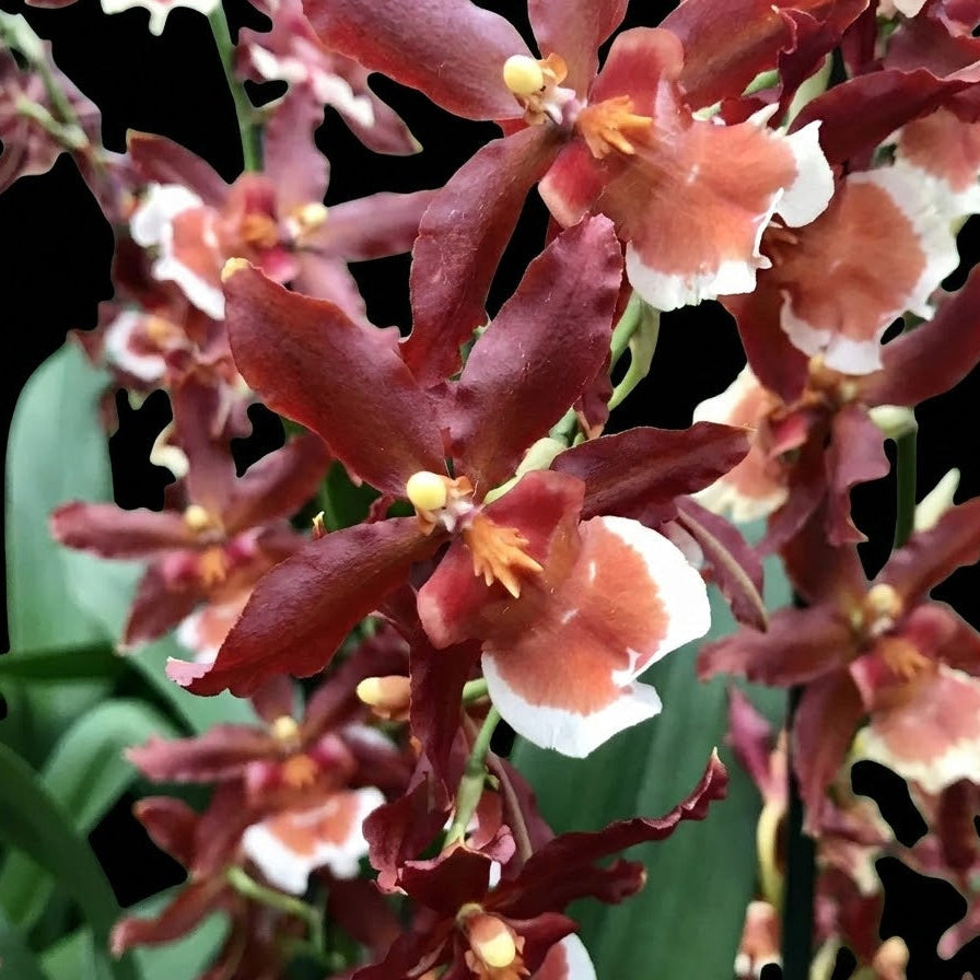 Onc. Hilo Firecracker 'New Year' – Kalapana Orchid Farm