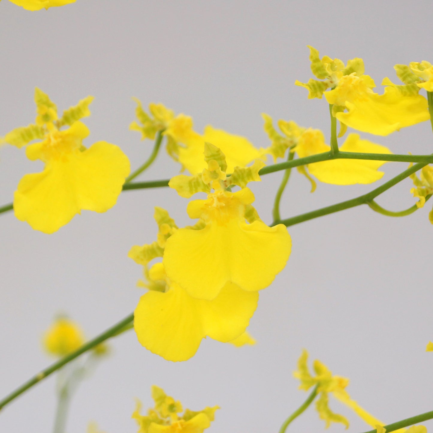 Oncidium (Onc.) Lemon Heart