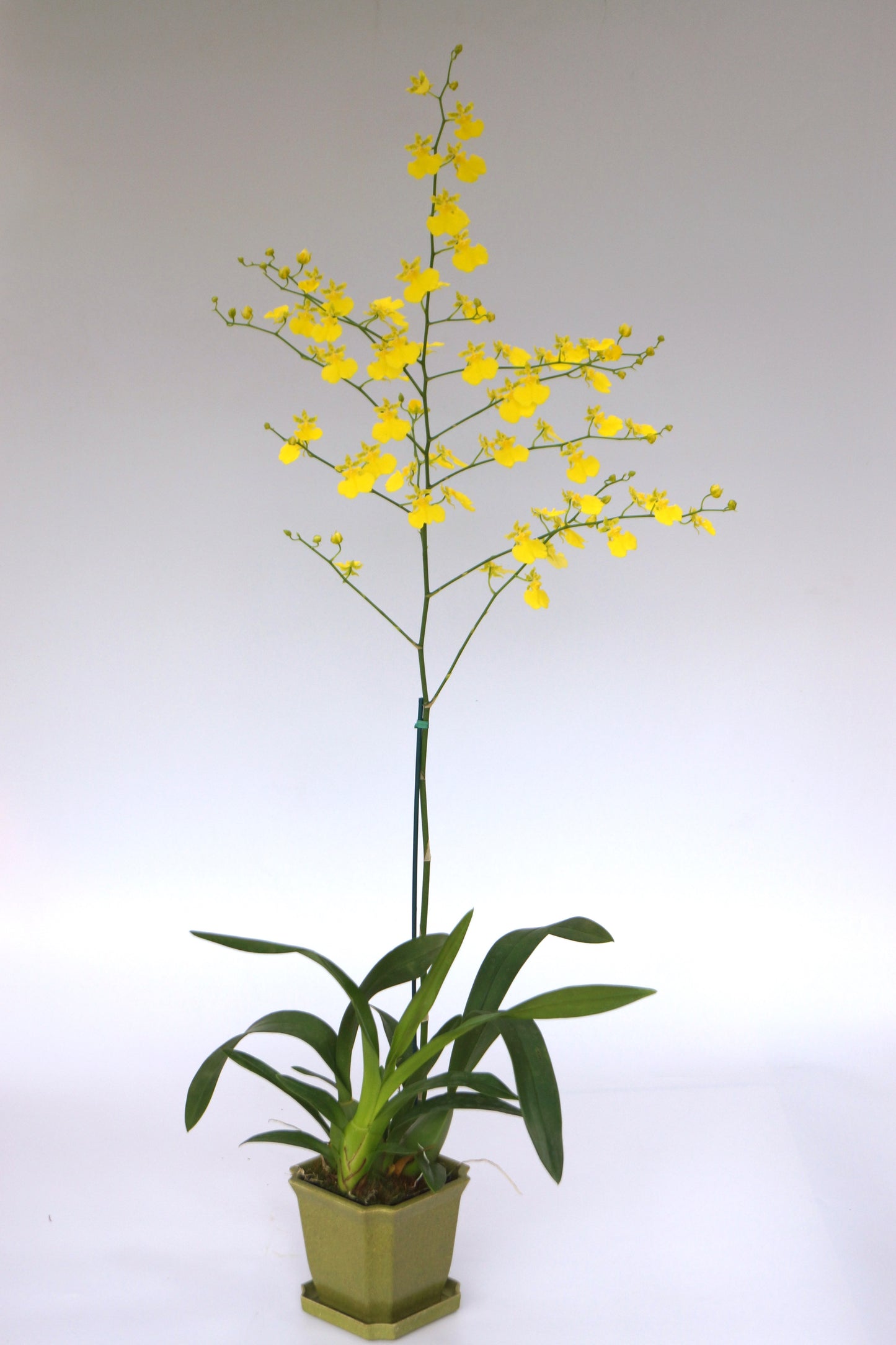 Oncidium (Onc.) Lemon Heart