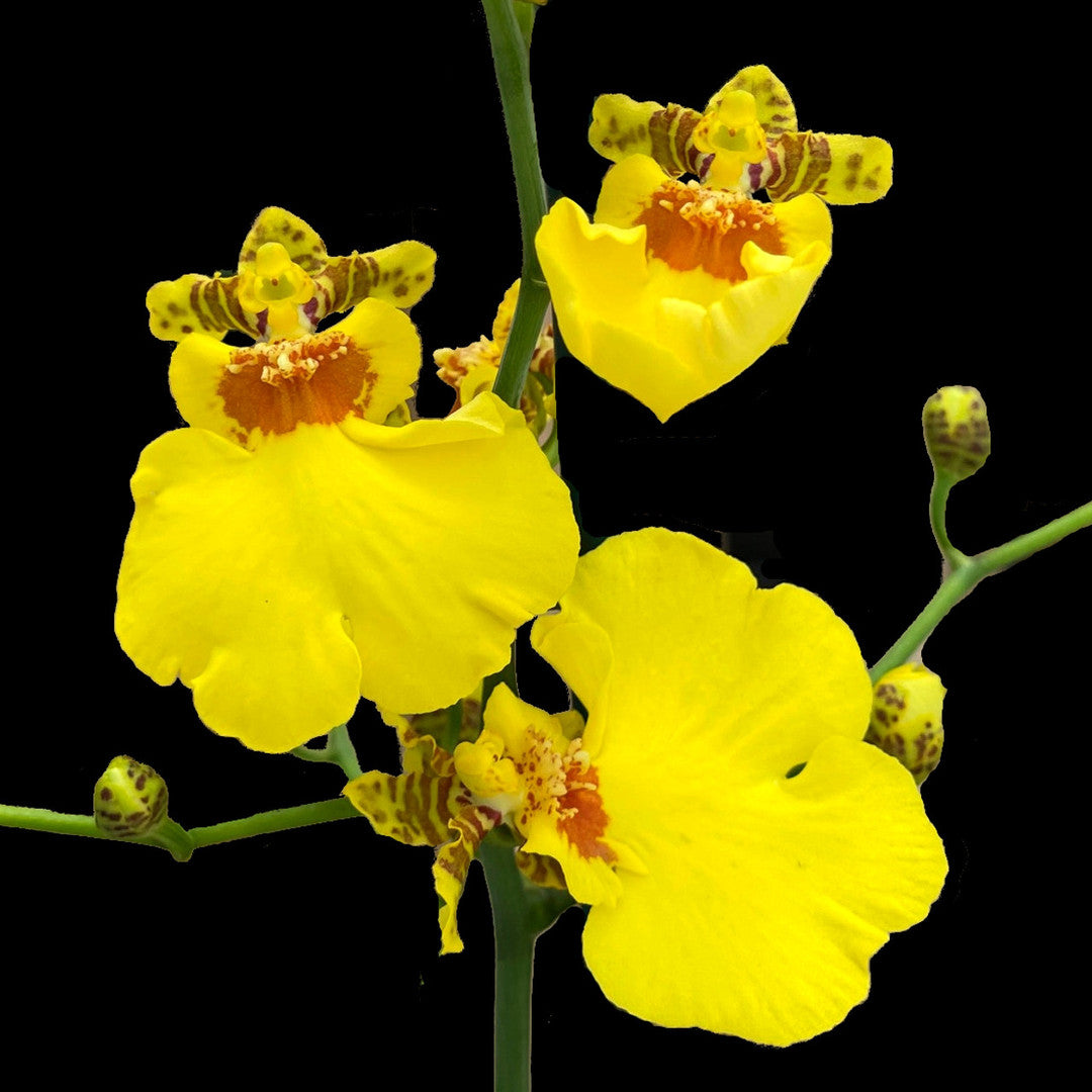 Onc. Saint Dawn Gold 'SD' in bud with yellow Eco Pot