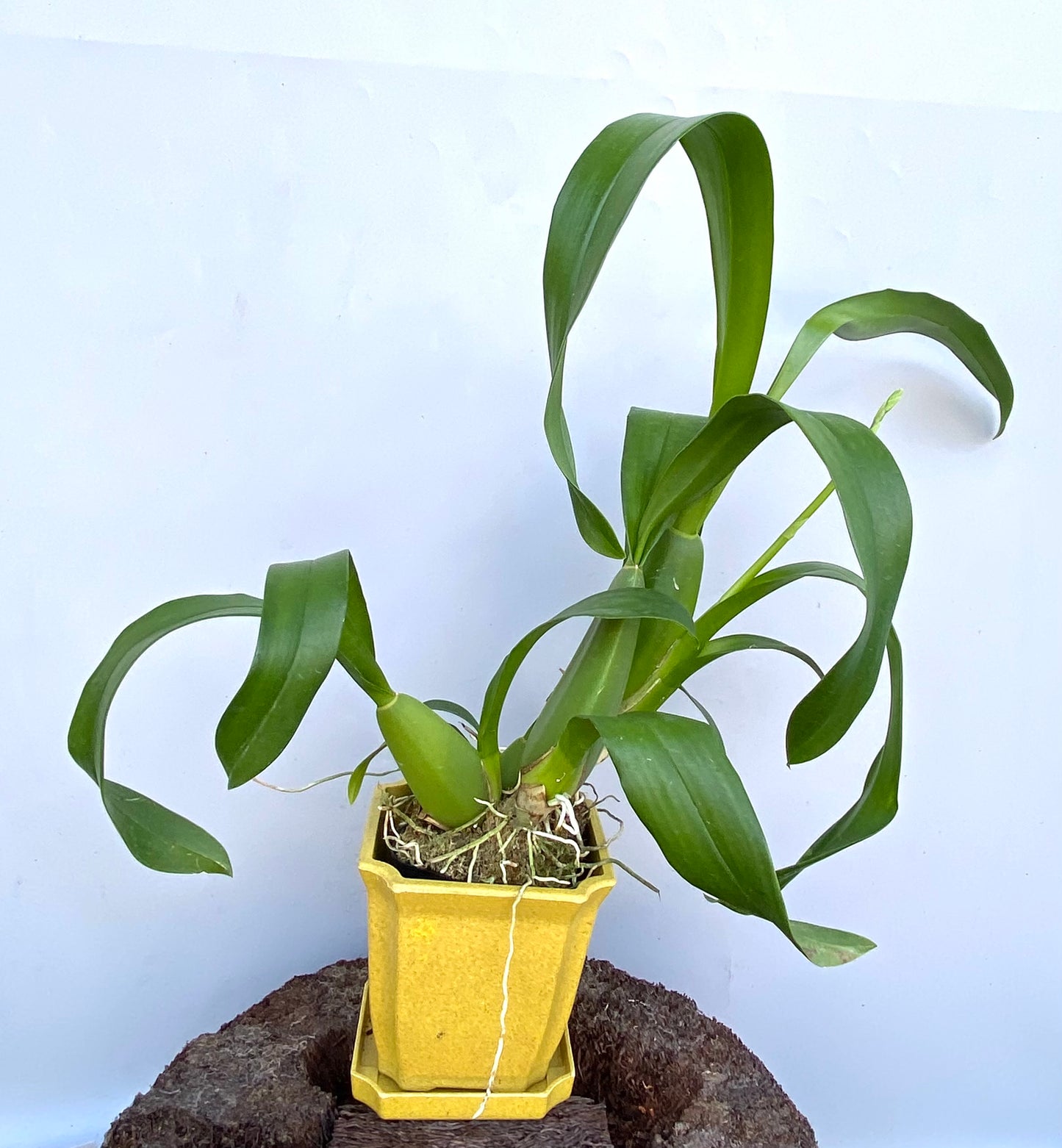 Onc. Saint Dawn Gold 'SD' in bud with yellow Eco Pot