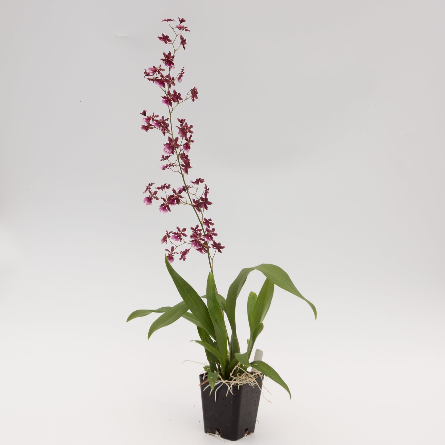 Oncidium (Onc.) Sharry Baby 'Red Fantasy'