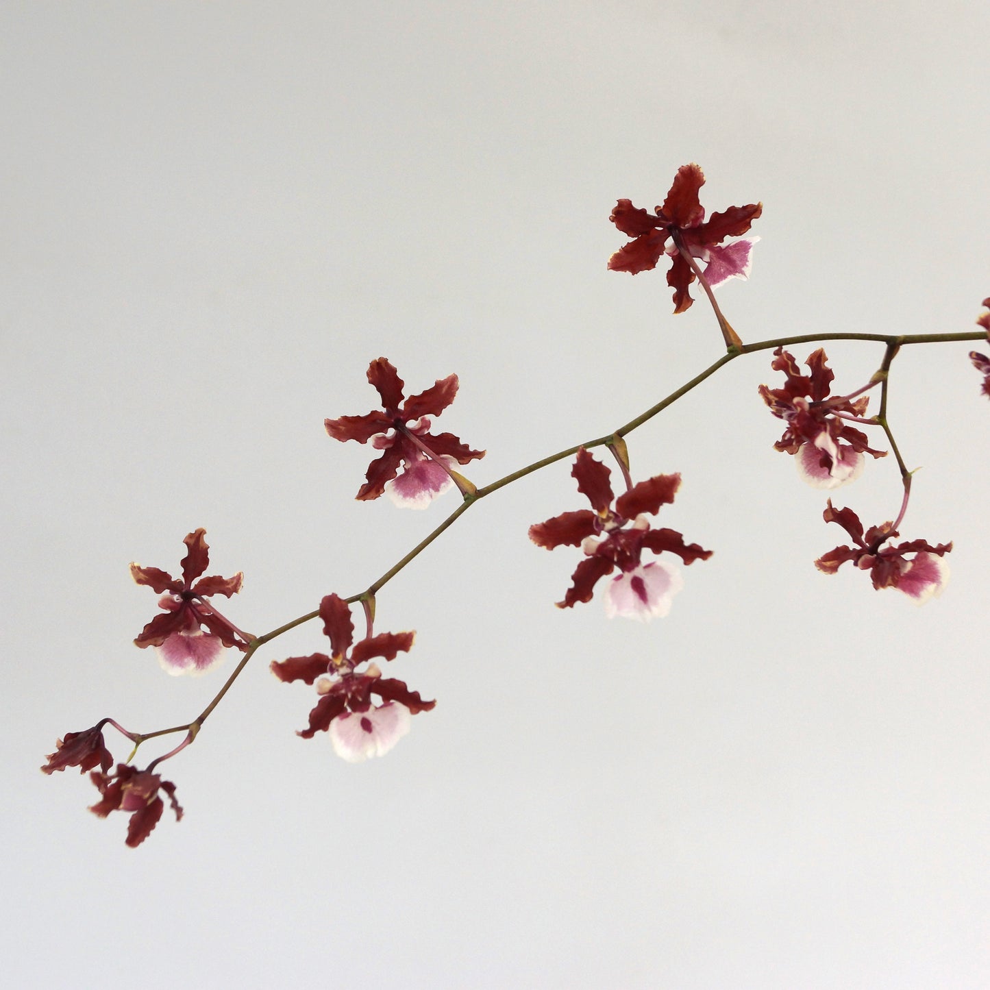 Oncidium (Onc.) Sharry Baby 'Sweet Fragrance' AM/AOS