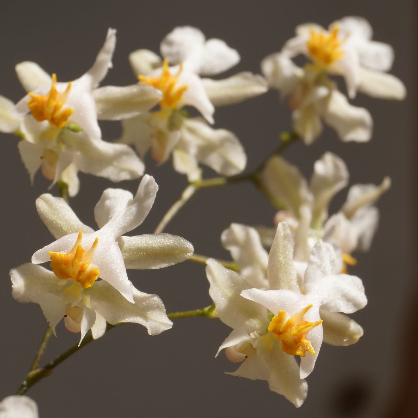 Onc. Tsiku Marguerite