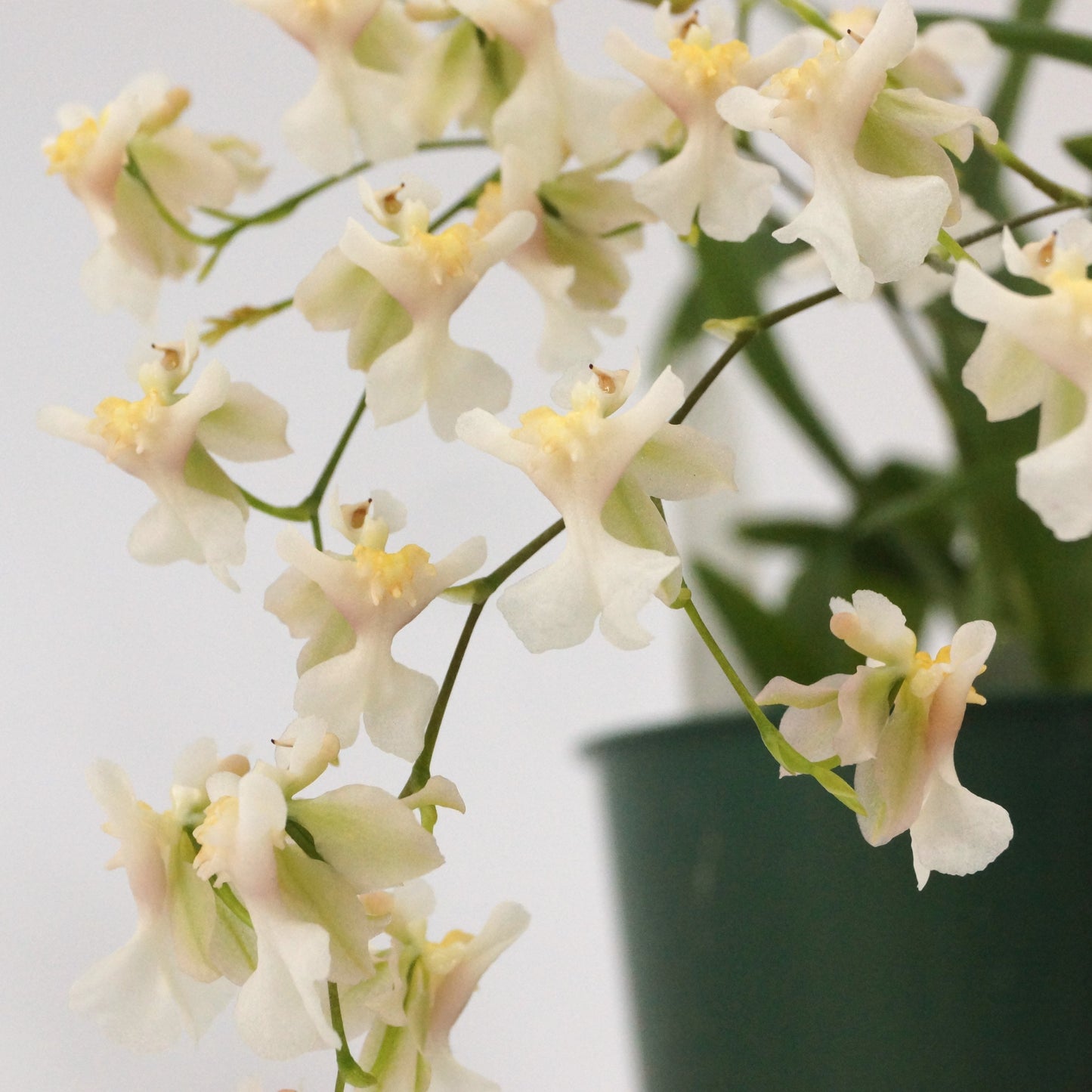 Oncidium Twinkle 'Fragrance Fantasy' White