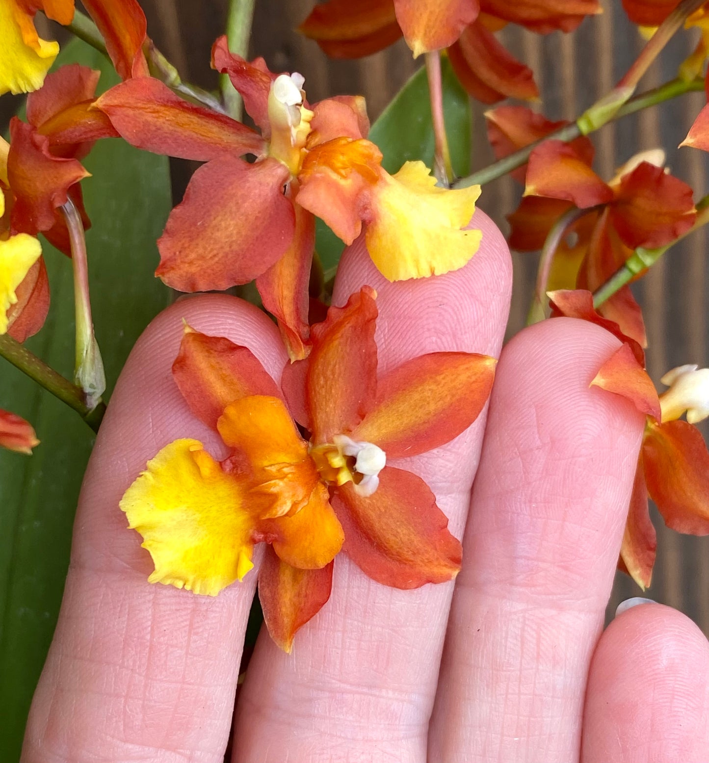 Ons. Volcano Midnight 'Volcano Queen'