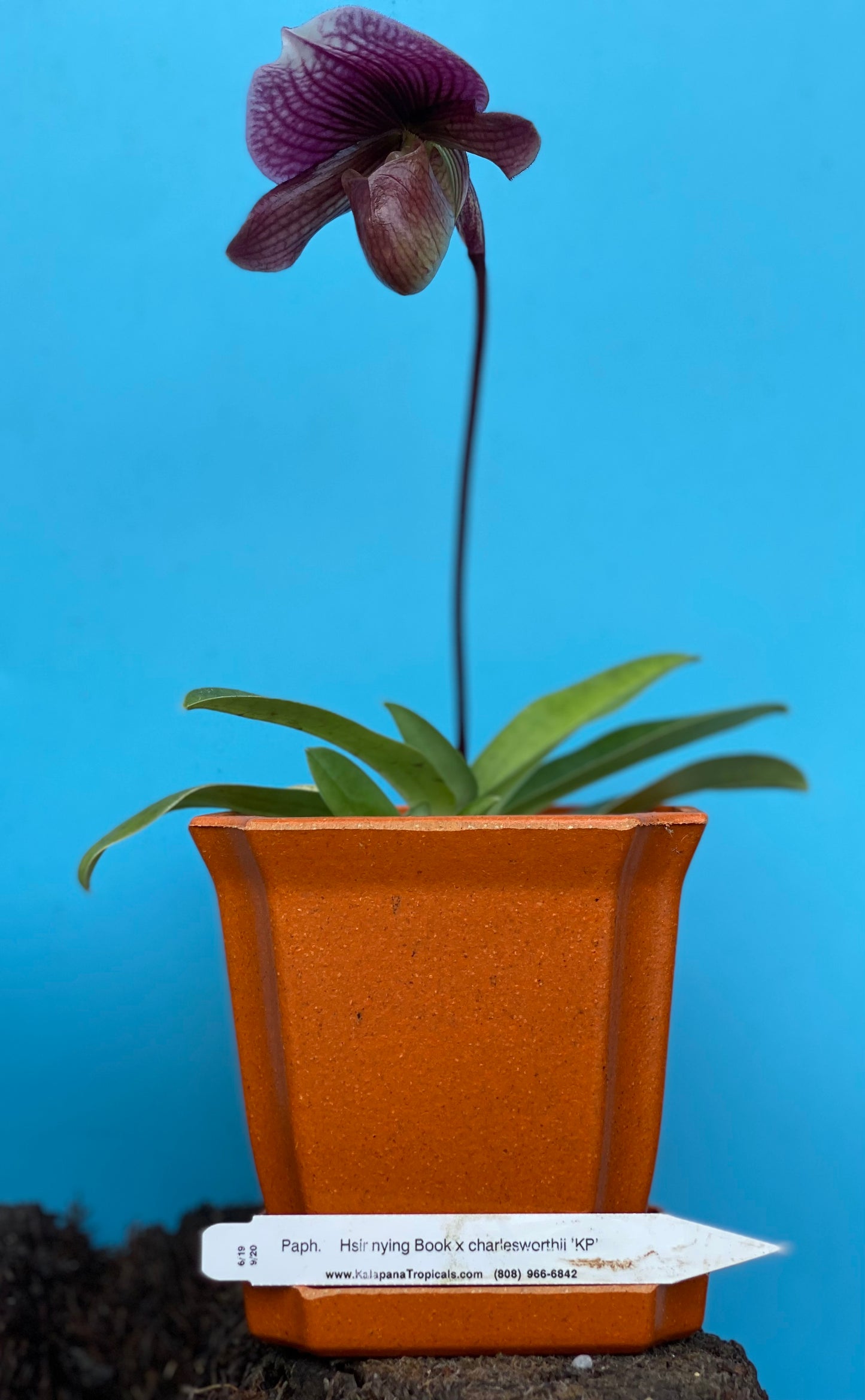 Paph. Maudiae Hybrids with Ecopot