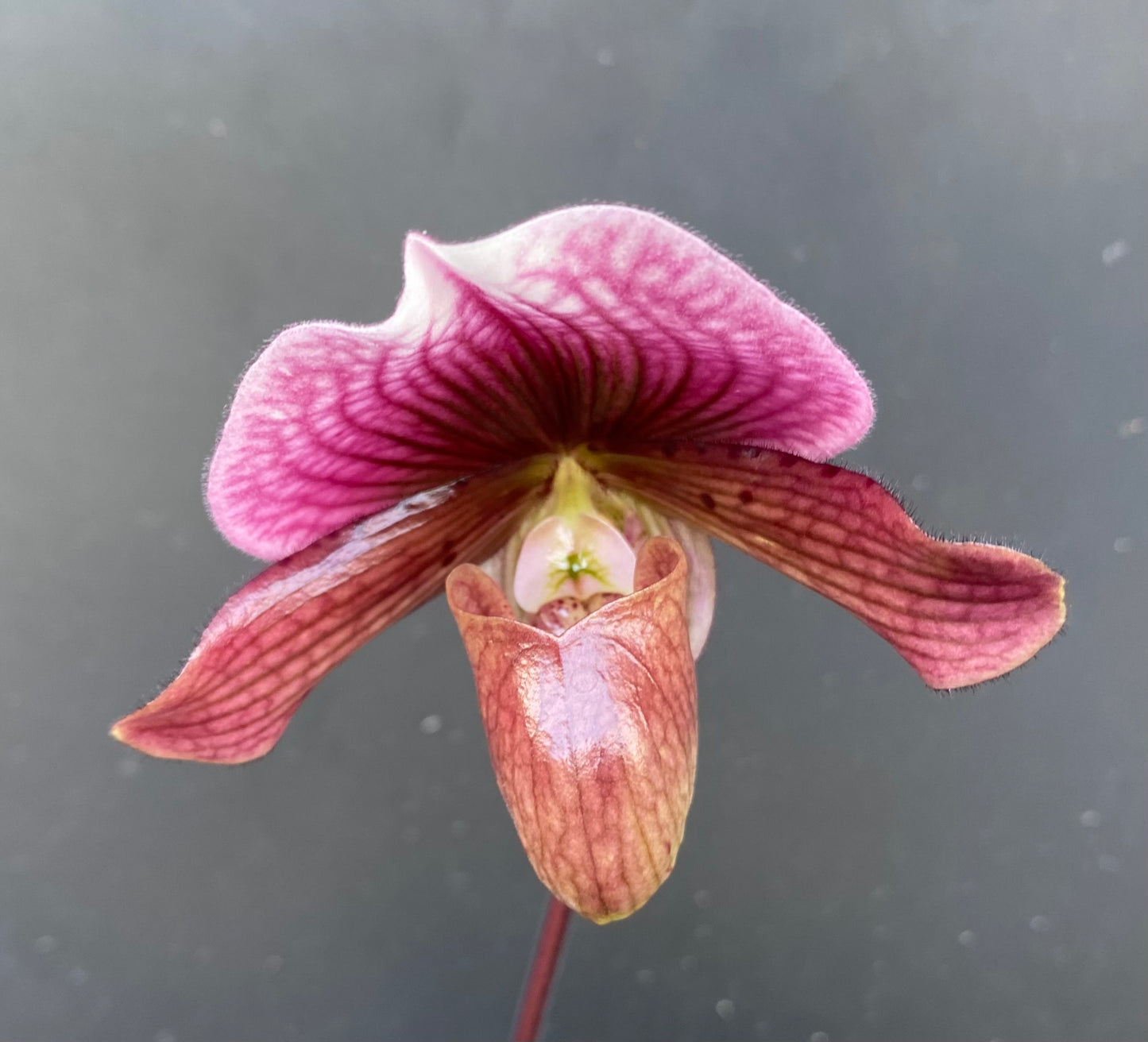 Paph. Maudiae Hybrids with Ecopot